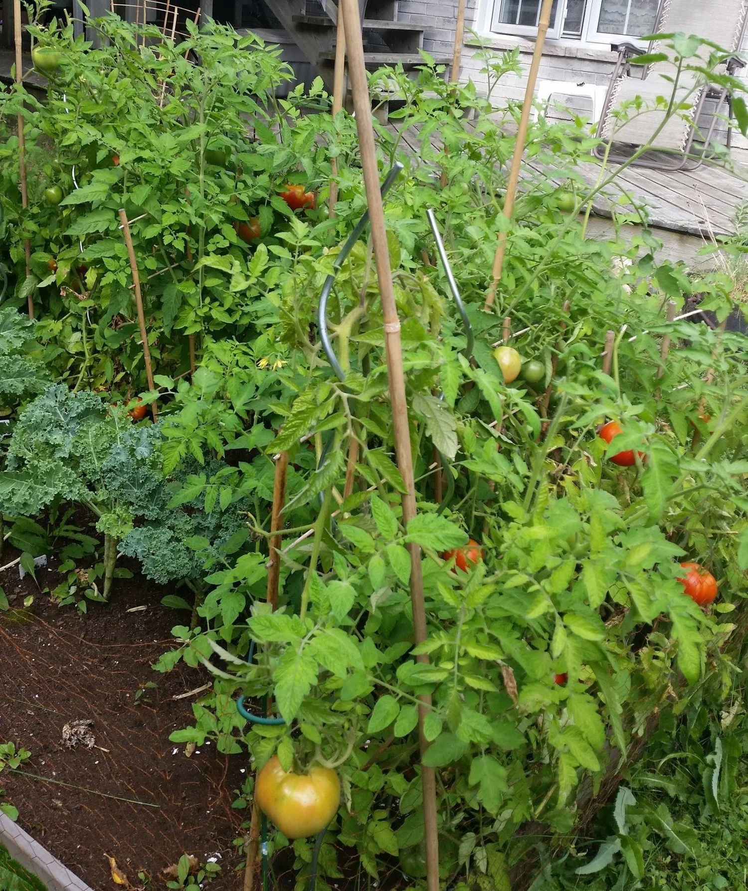 Growing Tomatoes