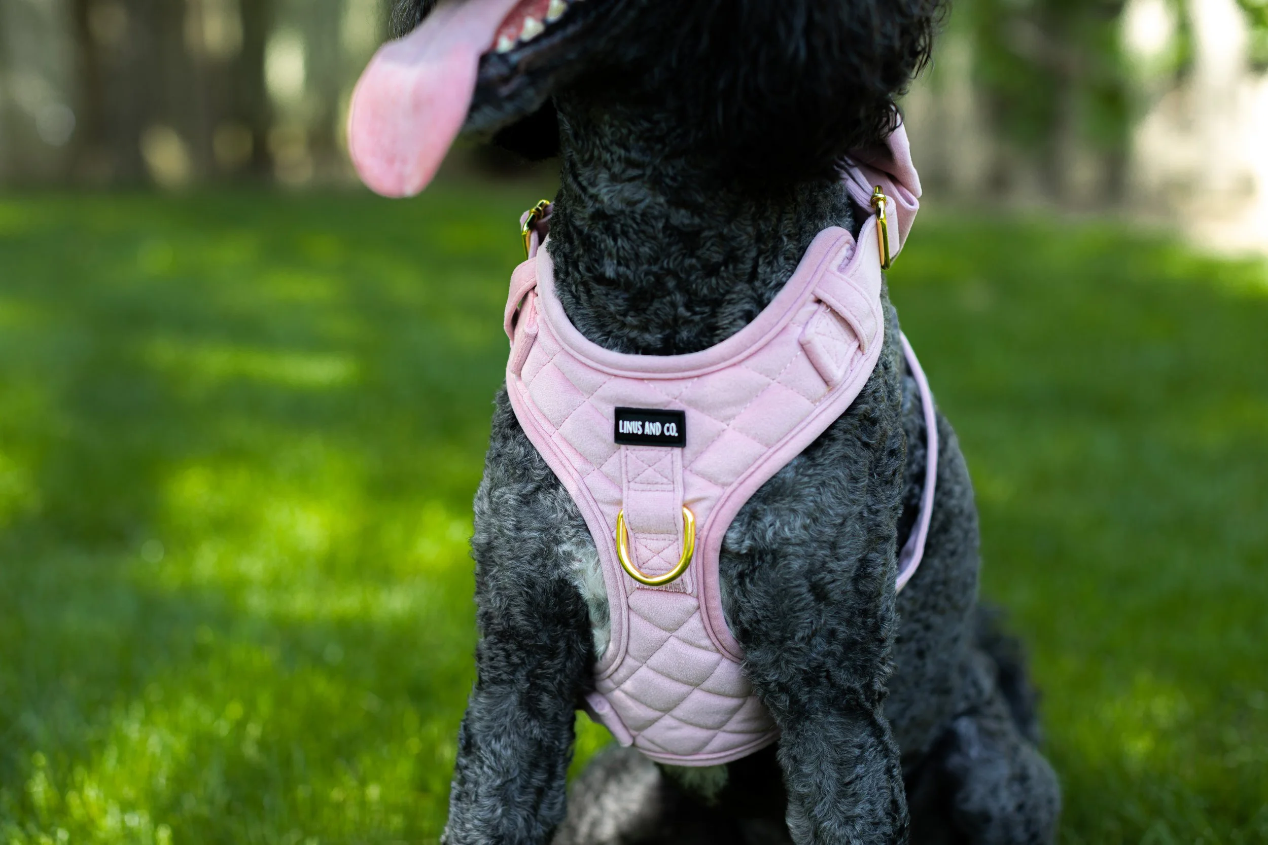 Linus & Co - Photos (19 of 30).jpg