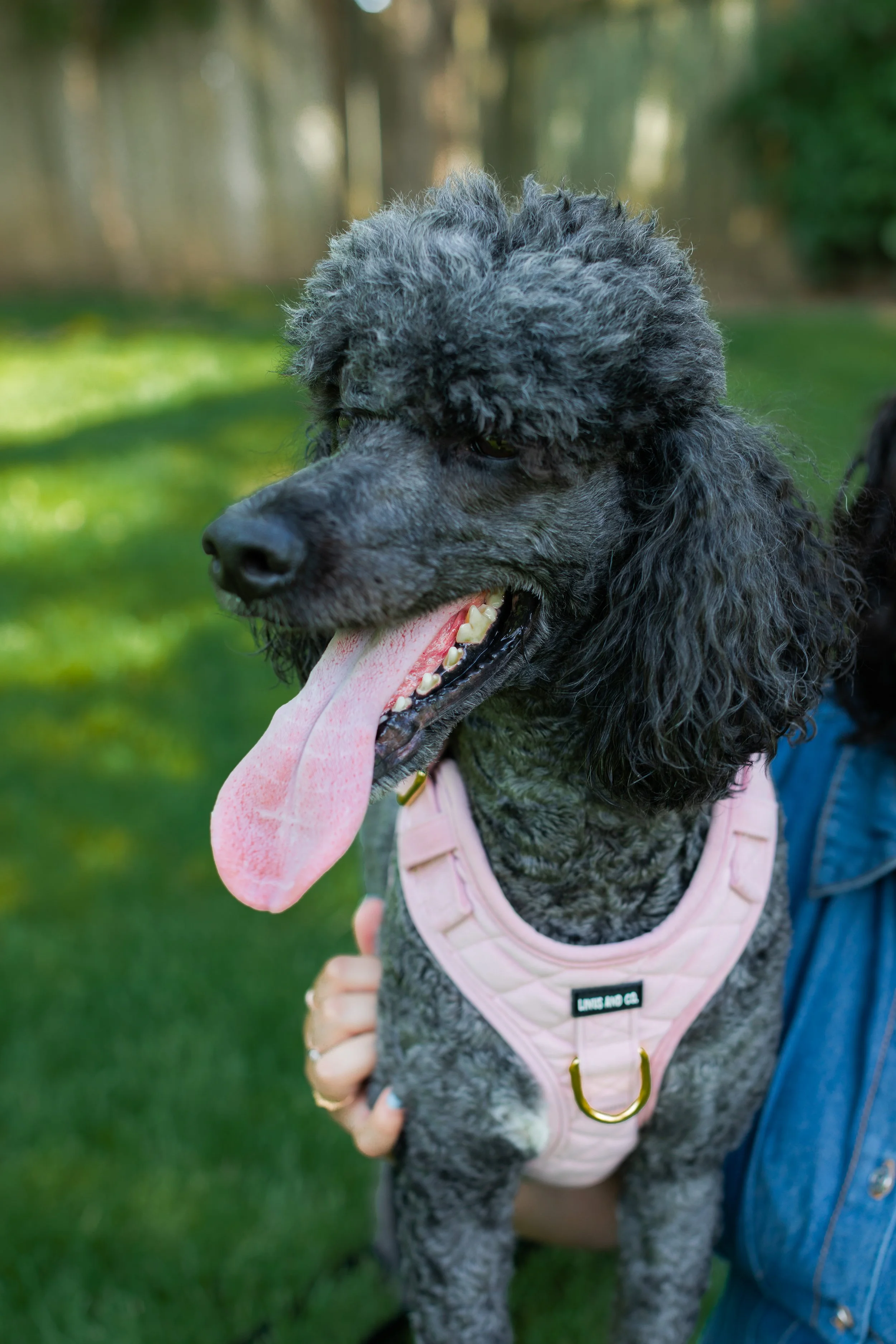 Linus & Co - Photos (6 of 30).jpg