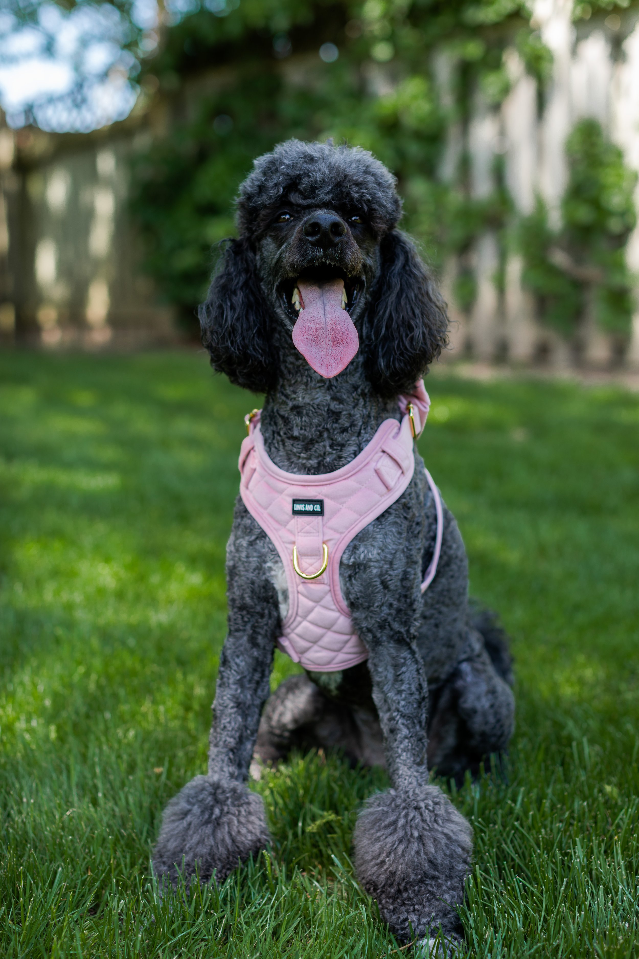 Linus & Co - Photos (18 of 30).jpg