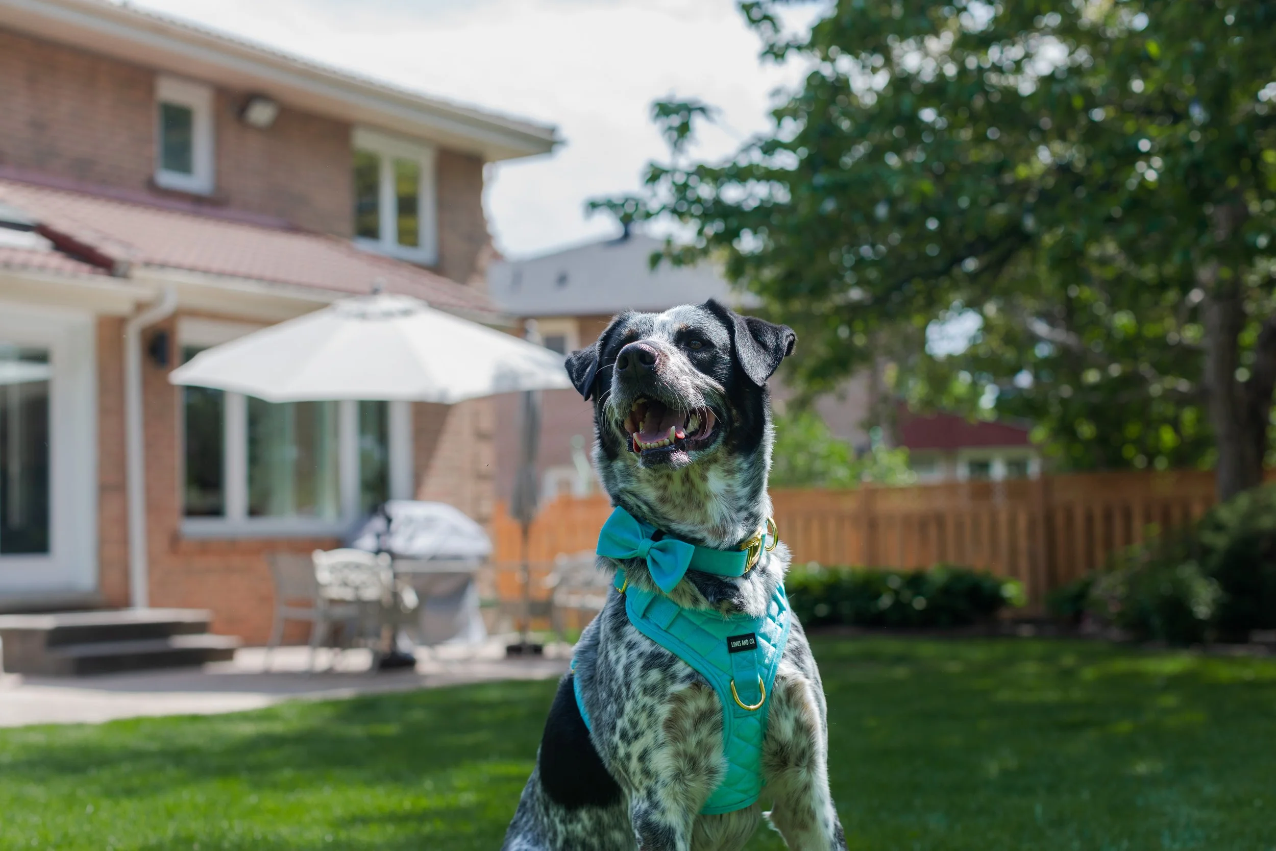 Linus & Co - Photos (10 of 30).jpg