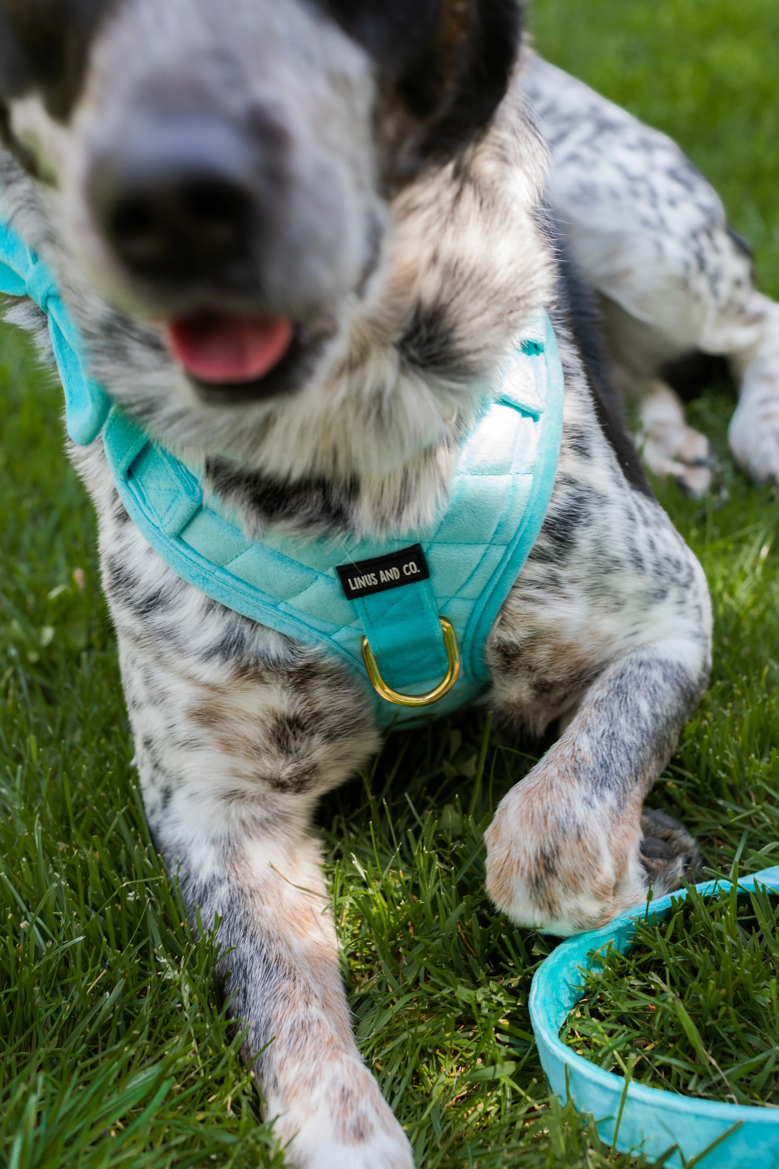 Linus & Co - Photos (26 of 30).jpg