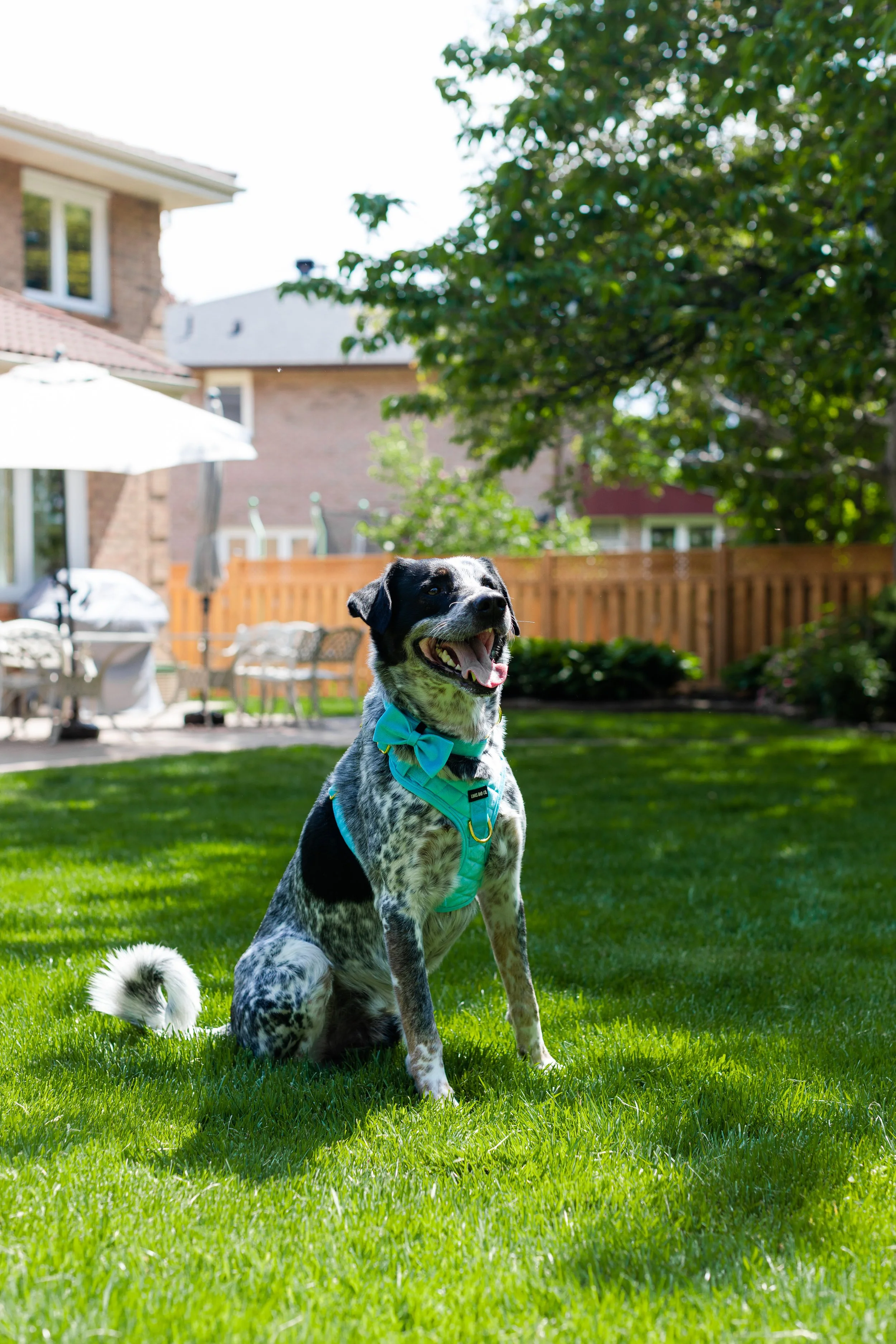Linus & Co - Photos (9 of 30).jpg