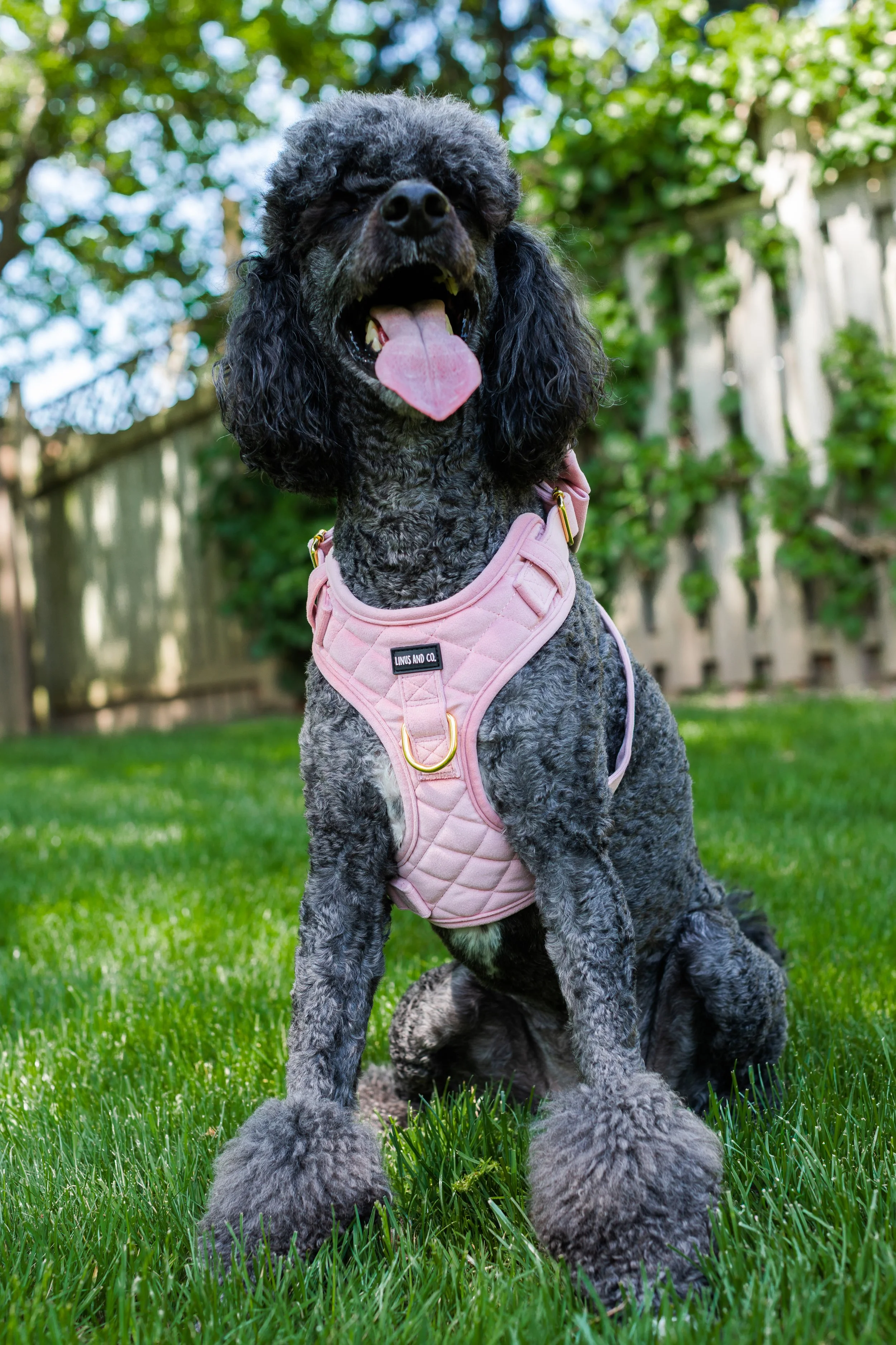 Linus & Co - Photos (21 of 30).jpg