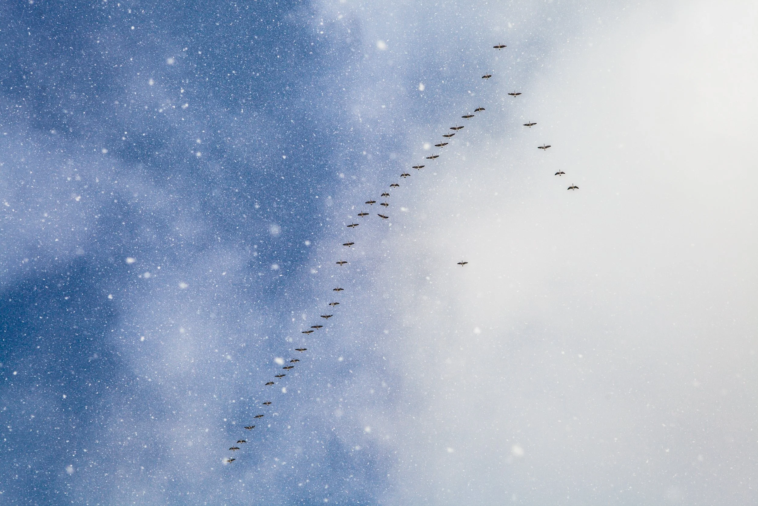 photography-bird-snow-colorado-2014-donnydebruno.jpg-0410.jpg