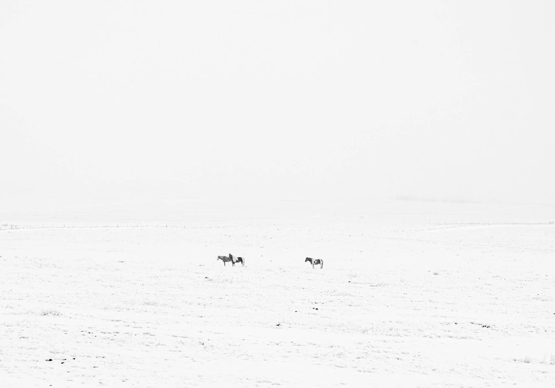photography-horses-snowstorm-colorado-2023-donnydebruno.jpg-3736.jpg