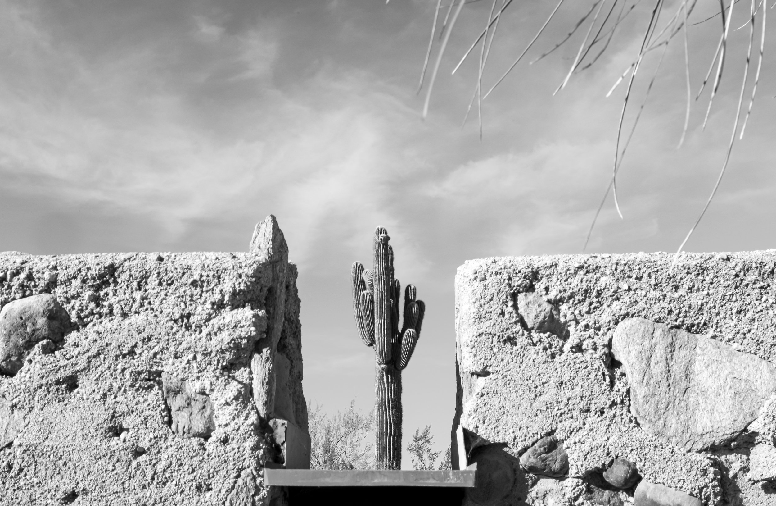 photography-cactus-frank-lloyd-wright-house-arizona-2021-donnydebruno.jpg-3933.jpg