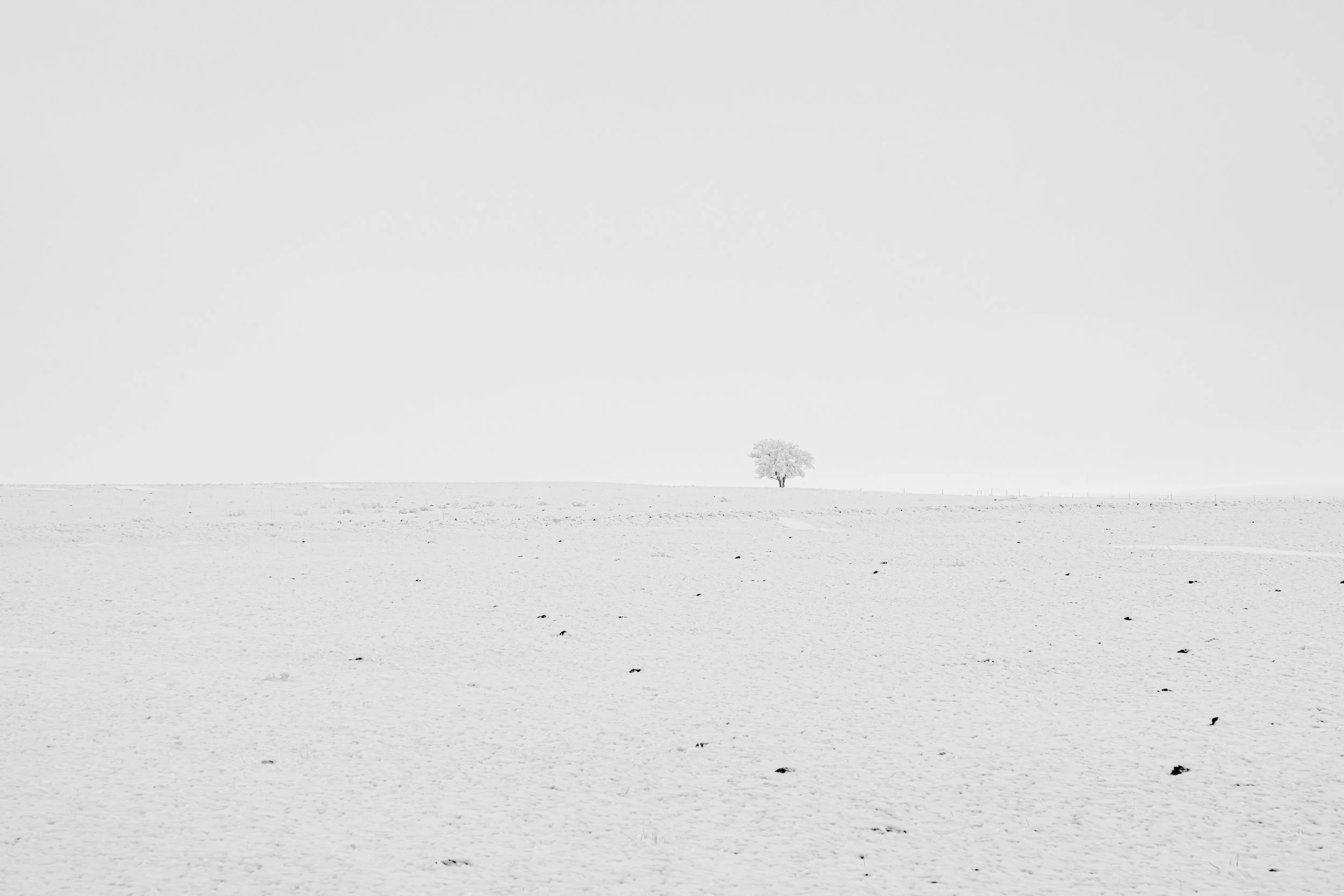 photography-single-tree-snowstorm-white-2023-donnydebruno.jpg-.jpg