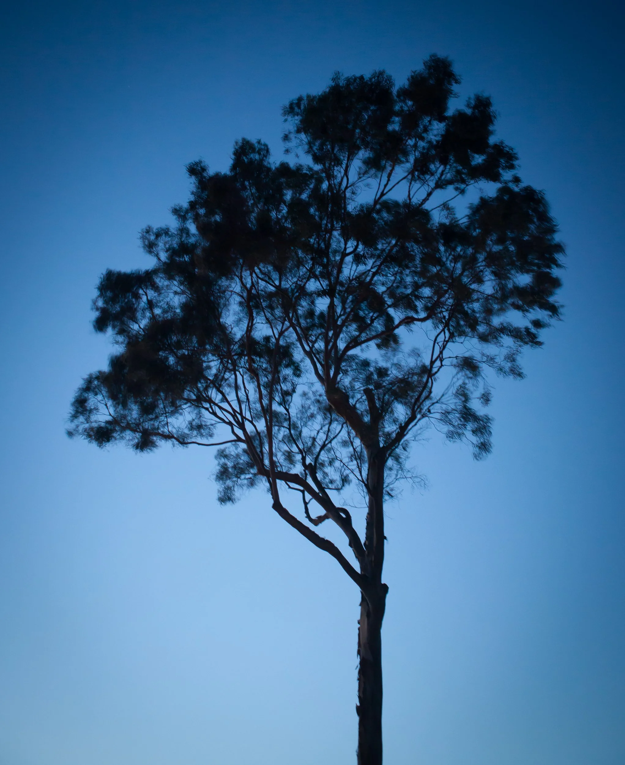 photography-tree-blue-sunset-2015-donnydebruno.jpg-2976.jpg