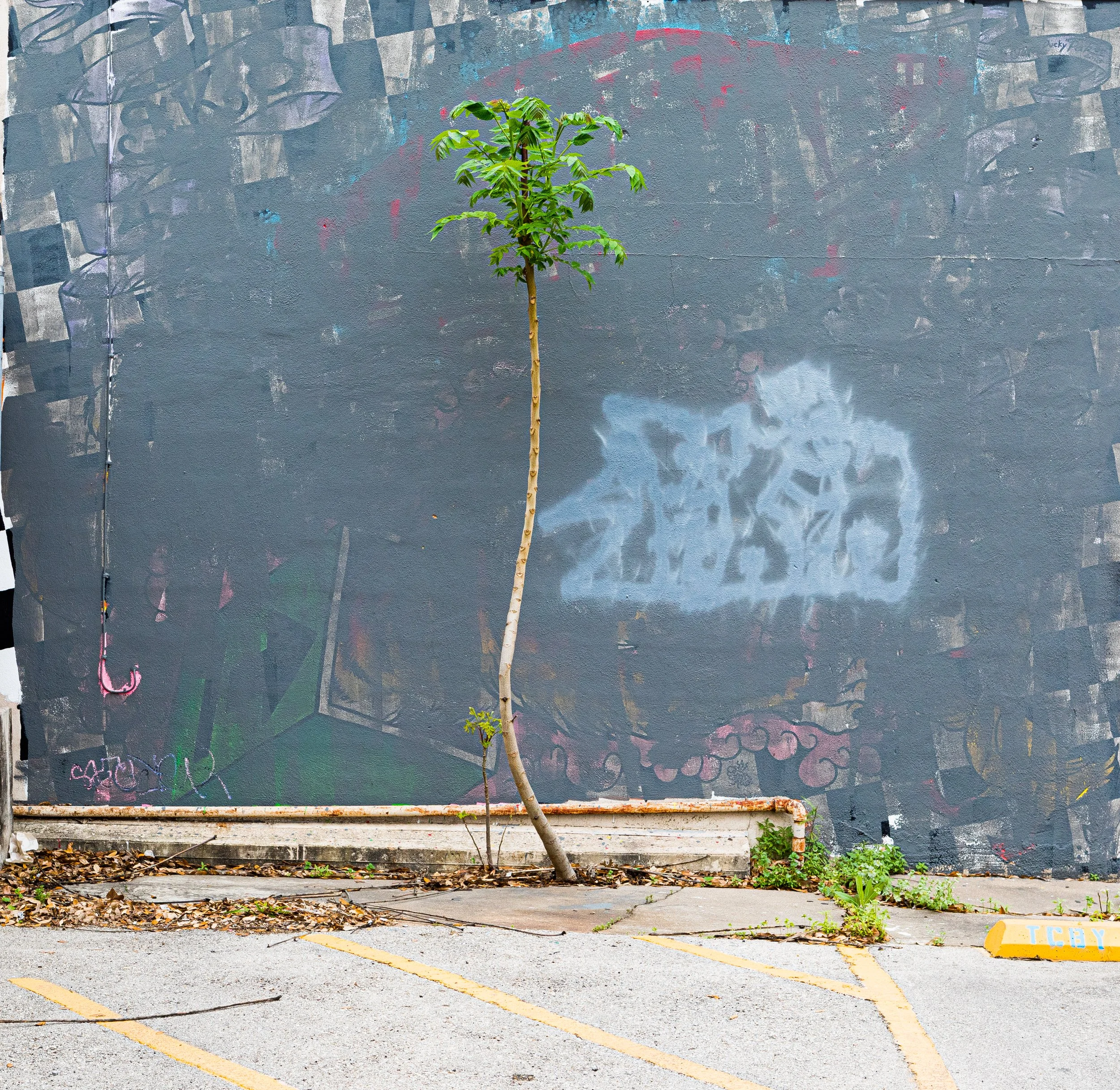 photography-tree-austin-texas-2018-donnydebruno.jpg-8791.jpg