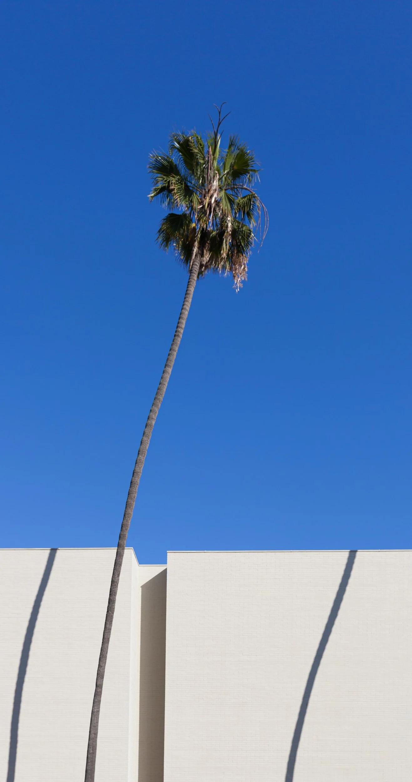 photography-palm-tree-two-shadows-santa-monica-california-2015-donnydebruno.jpg-3795.jpg
