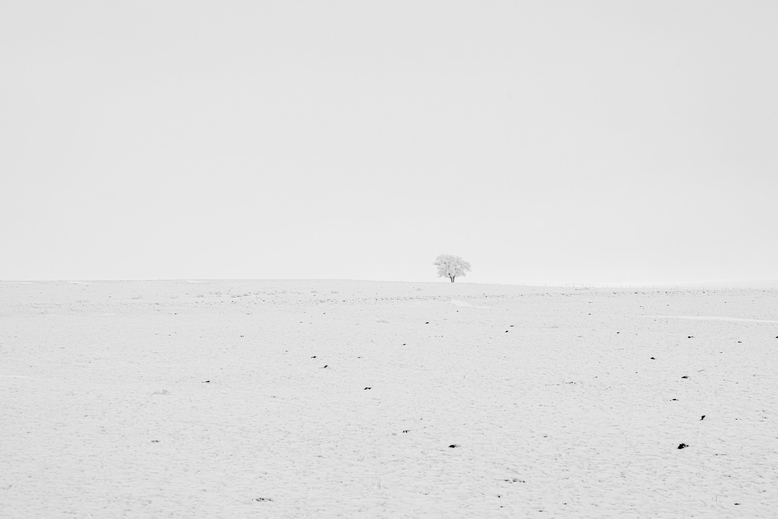 photography-single-tree-snowstorm-white-2023-donnydebruno.jpg-.jpg