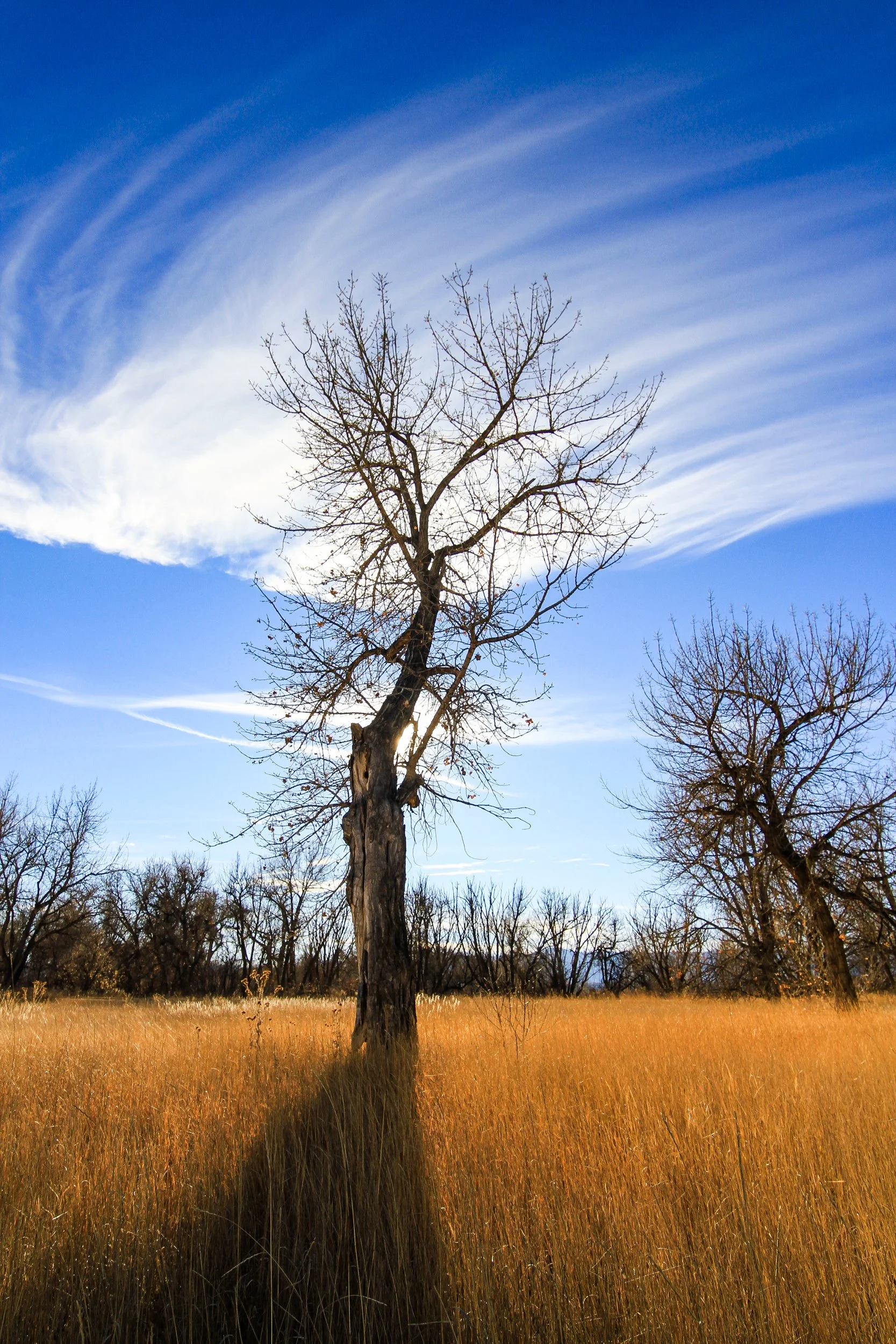 photography-tree-christmas-day-littleton-colorado-2010-donnydebruno.jpg-2308.jpg