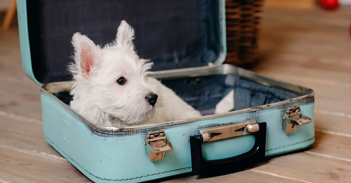 Smart Dog Care Tips to Follow Before Leaving Lombard for Vacation