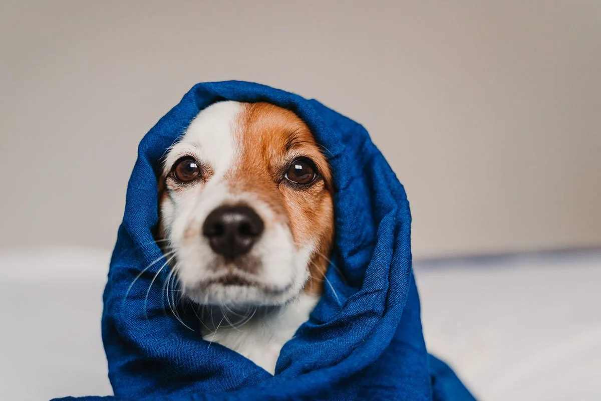 How Often Do Dogs Really Need Grooming? A Lombard Owner's Guide