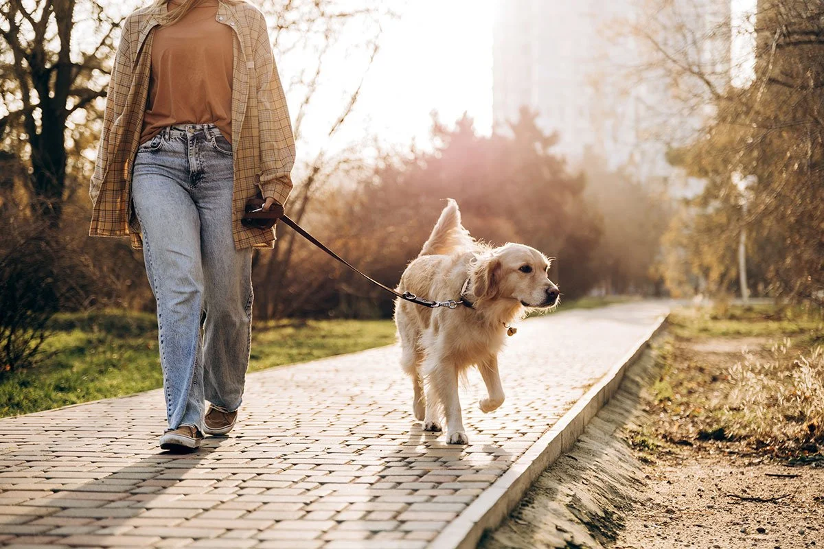 Local Dog Walker in Lombard