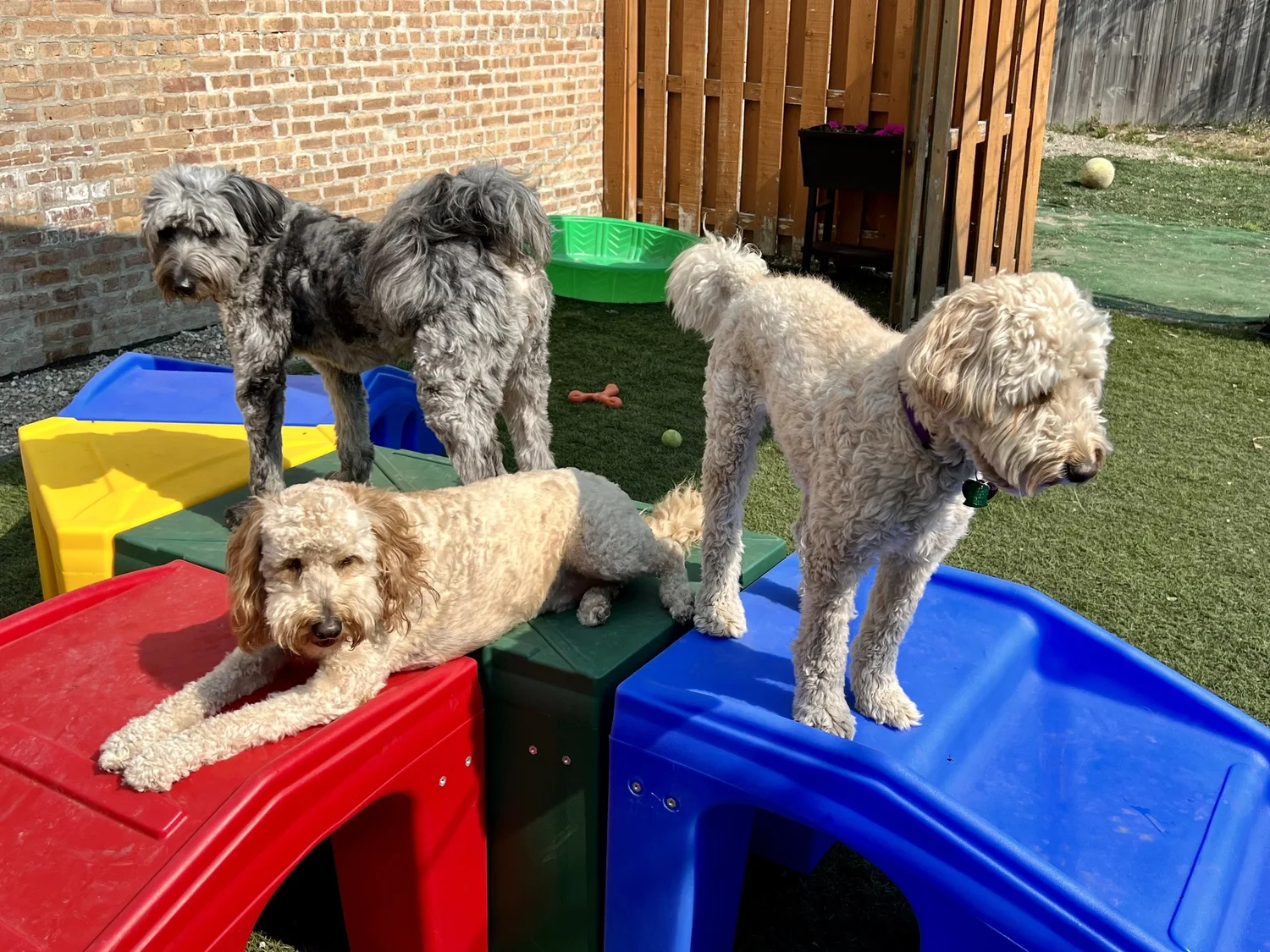 Pawsome Doggy Daycare Moments Four Paws Pet Services pawsome-doggy-daycare-moments-four-paws-pet-services
