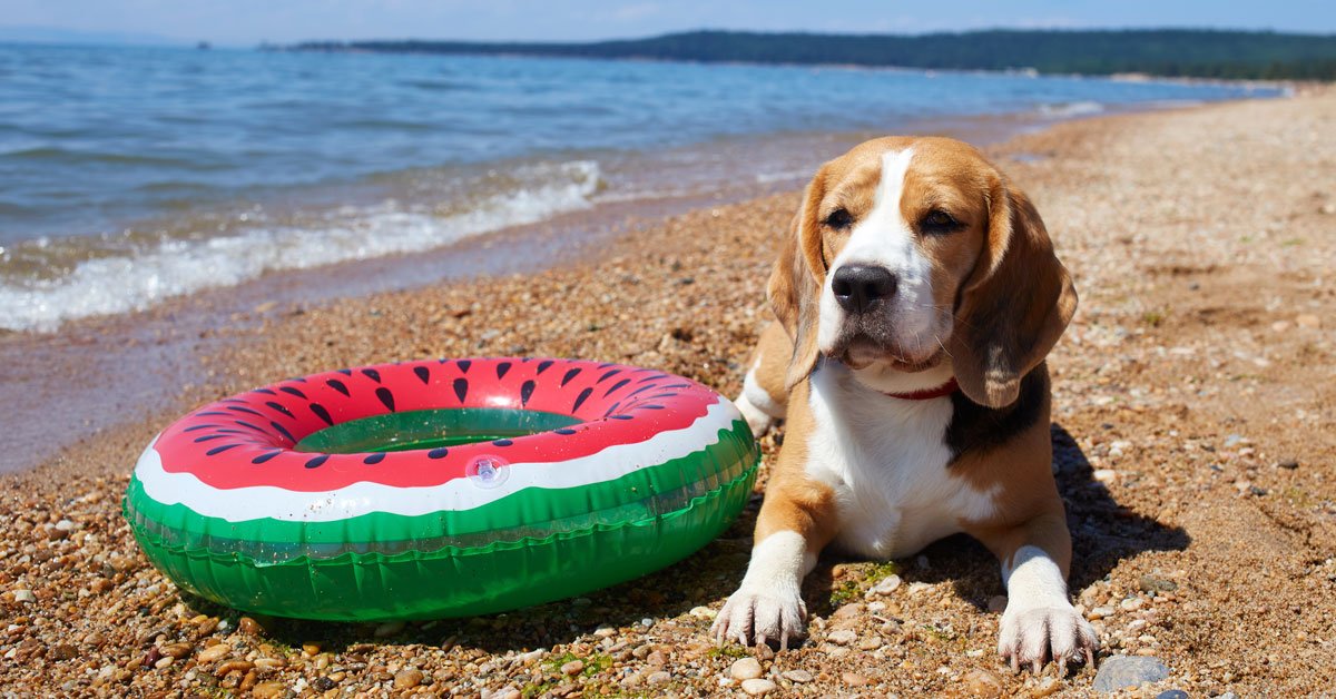 Dog Care Tips to Follow Before Leaving Lombard for Vacation