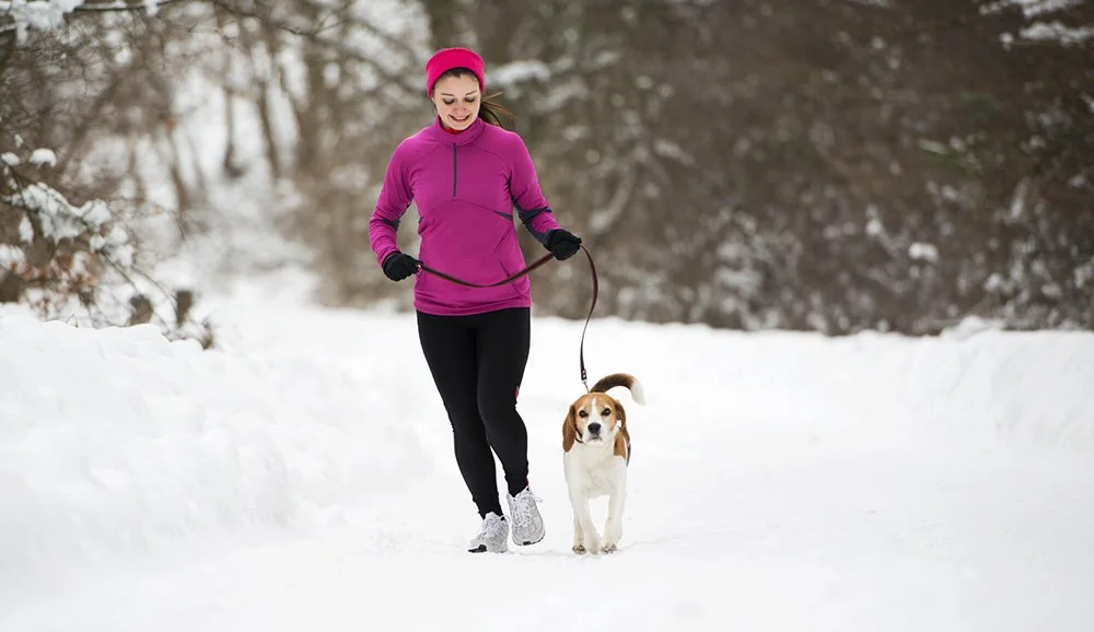 Dog walking in winter, Lombard IL with Four Paws Pet Services