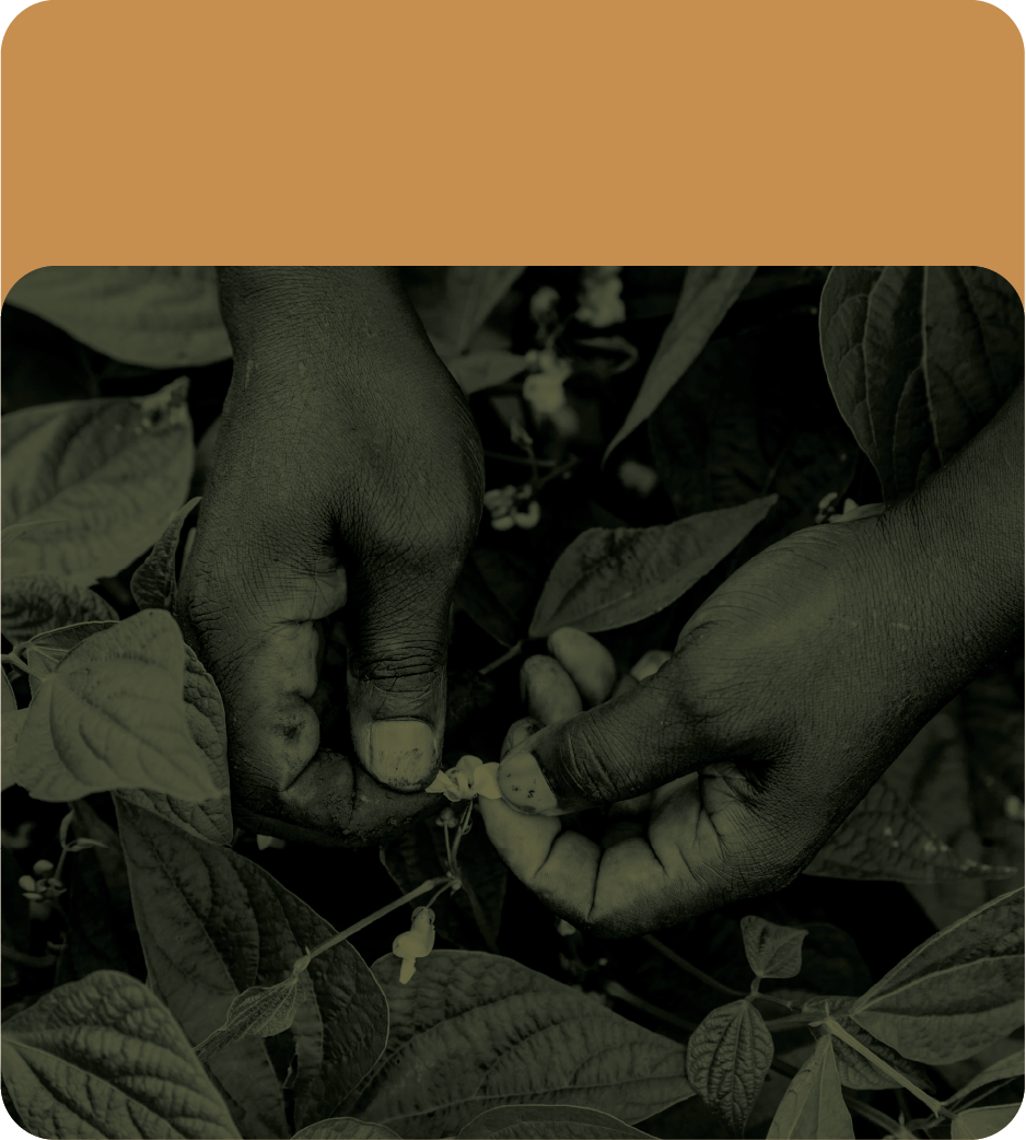 Close-up of two dark-skinned hands picking beans from a plant amid large leaves.