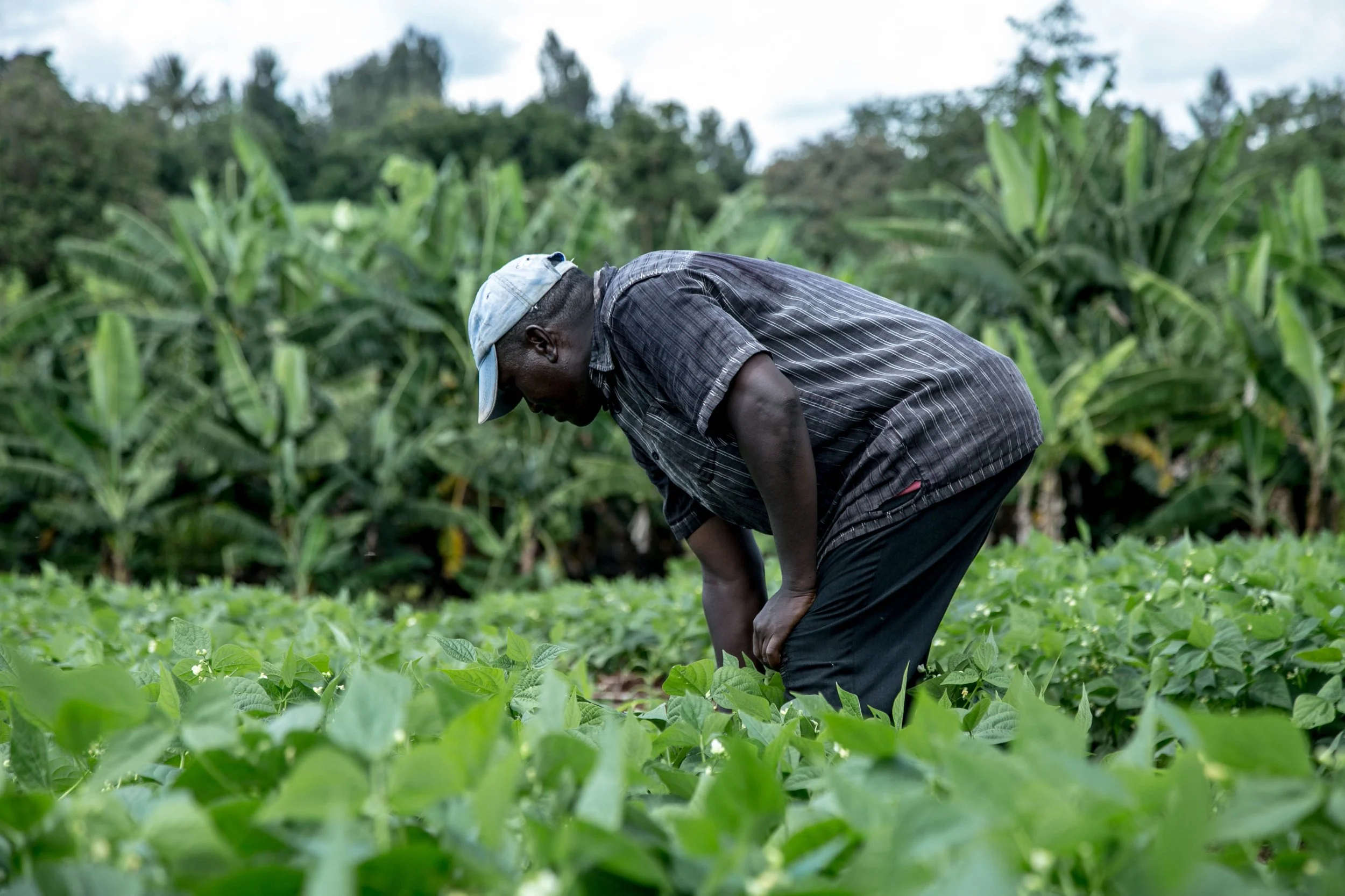 A man wearing a cap and dark clothing tending to green crops in a field with lush trees in the background.