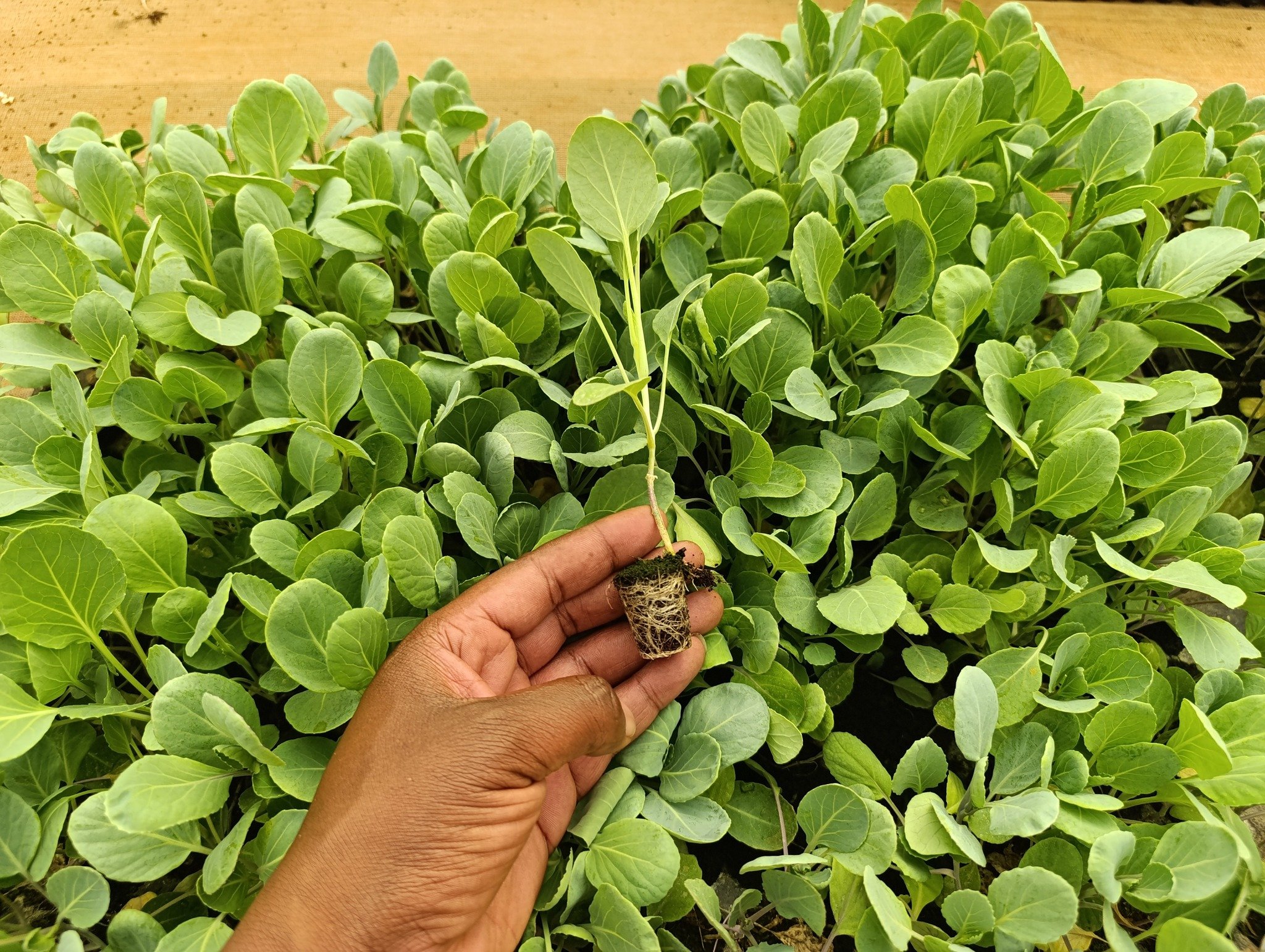 A person's hand holding a young plant with roots, in front of dense green seedlings or plants.