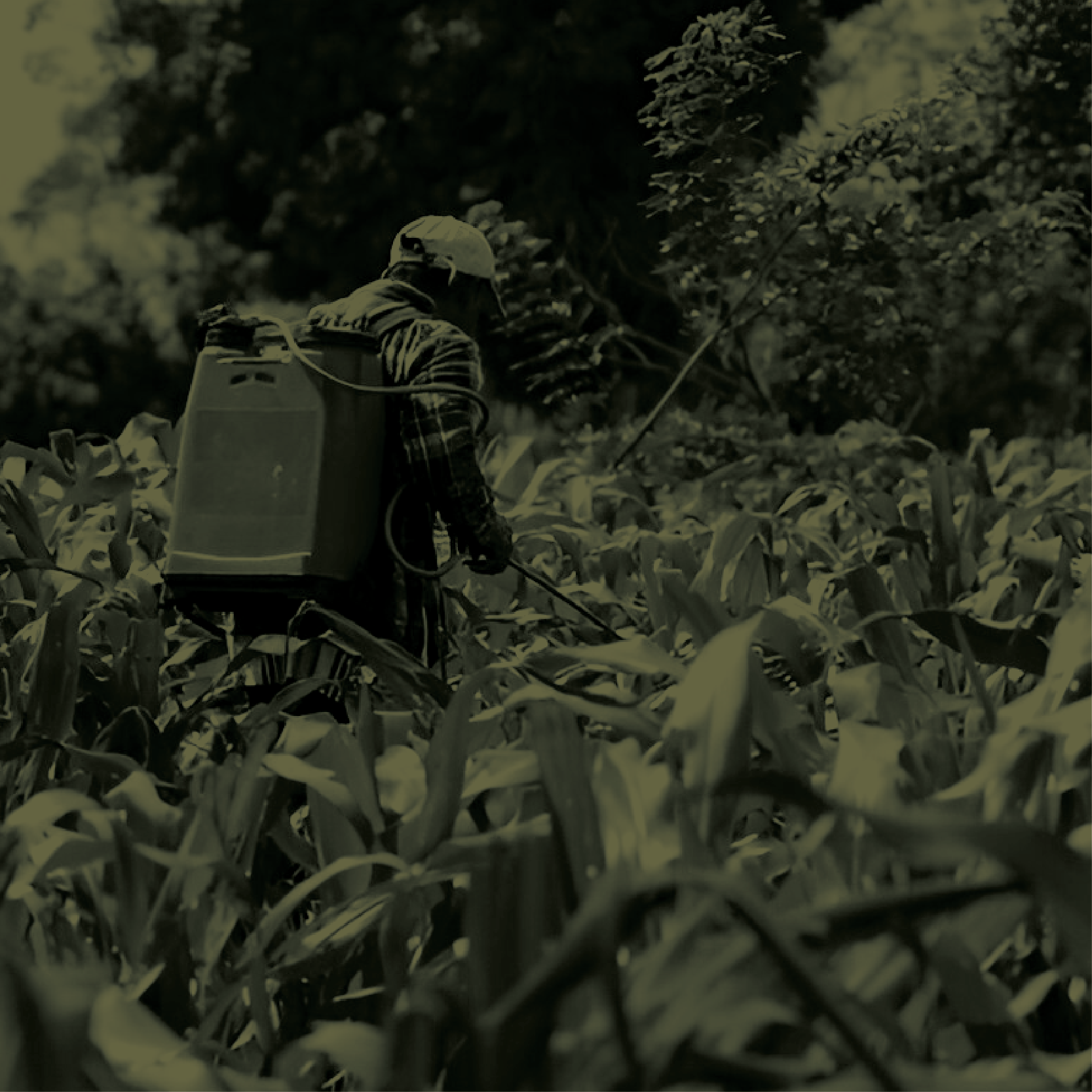 A person in protective gear spraying chemicals in a cornfield.