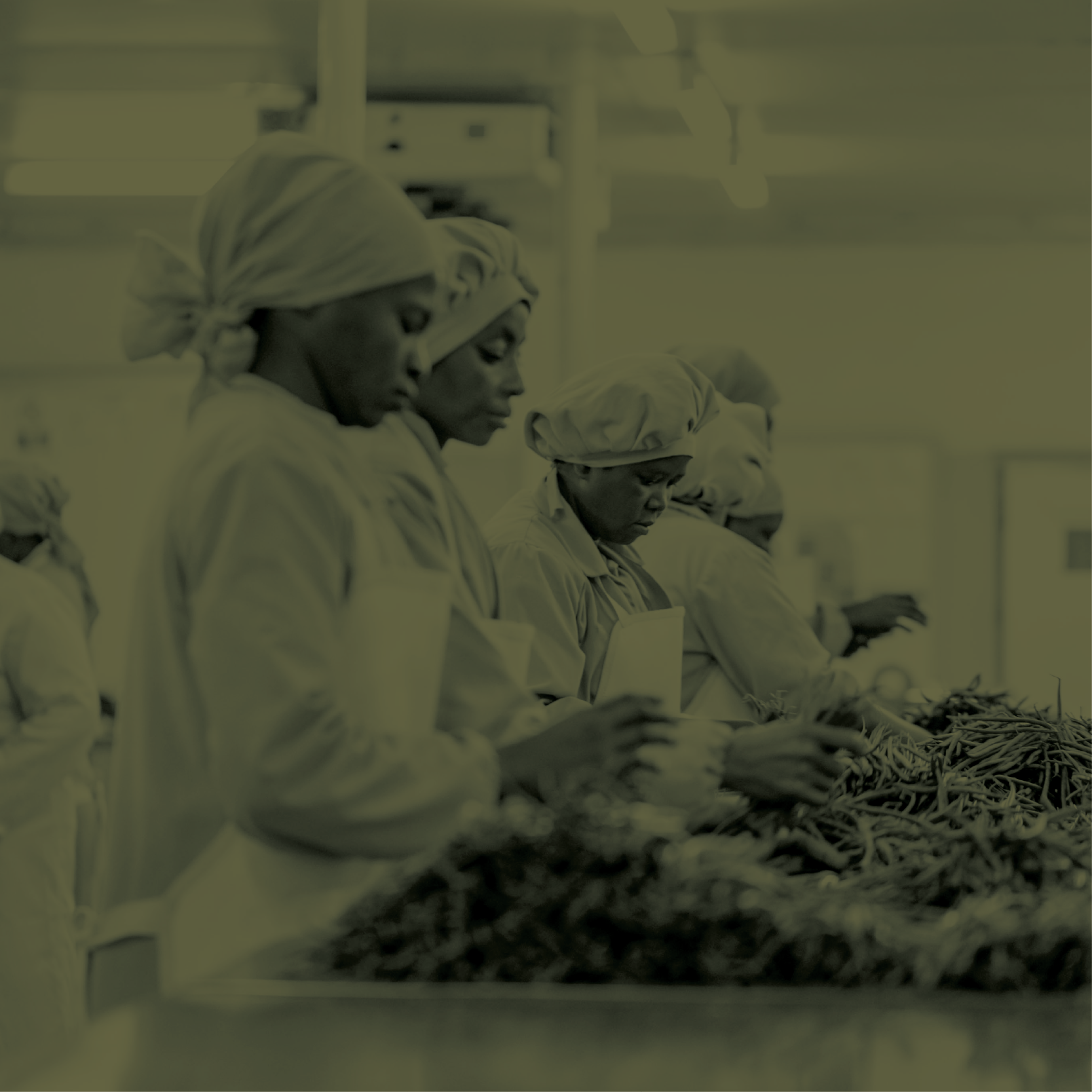 Group of women in surgical attire working in a sterile environment, inspecting vegetables on a table.