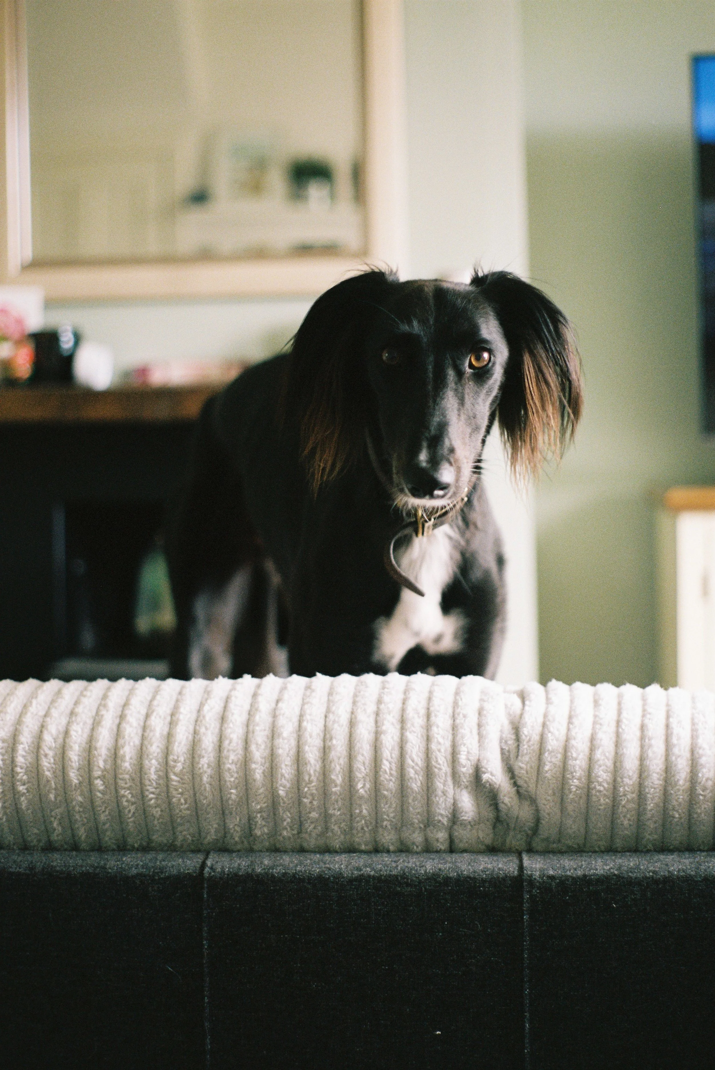 One of my most favourite portraits. Love how he came out