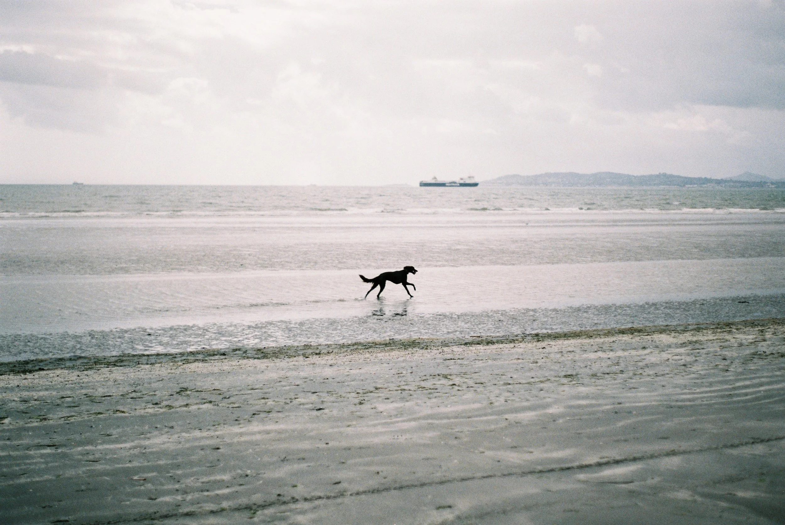 Rémi running free on Dollymount