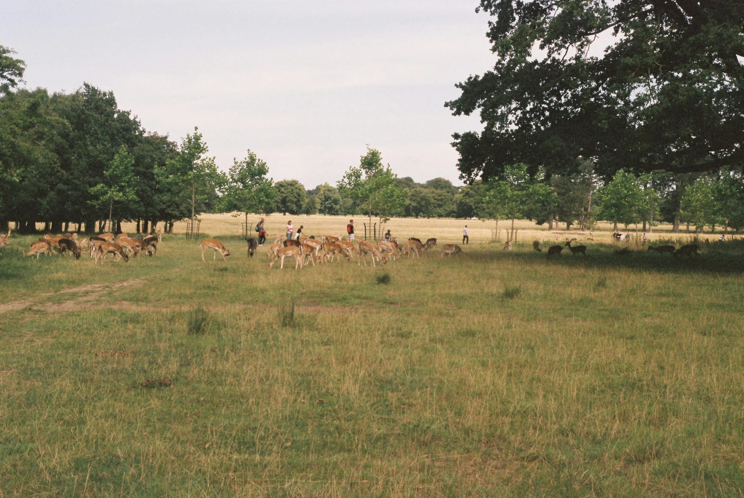 Safari in the Phoenix Park