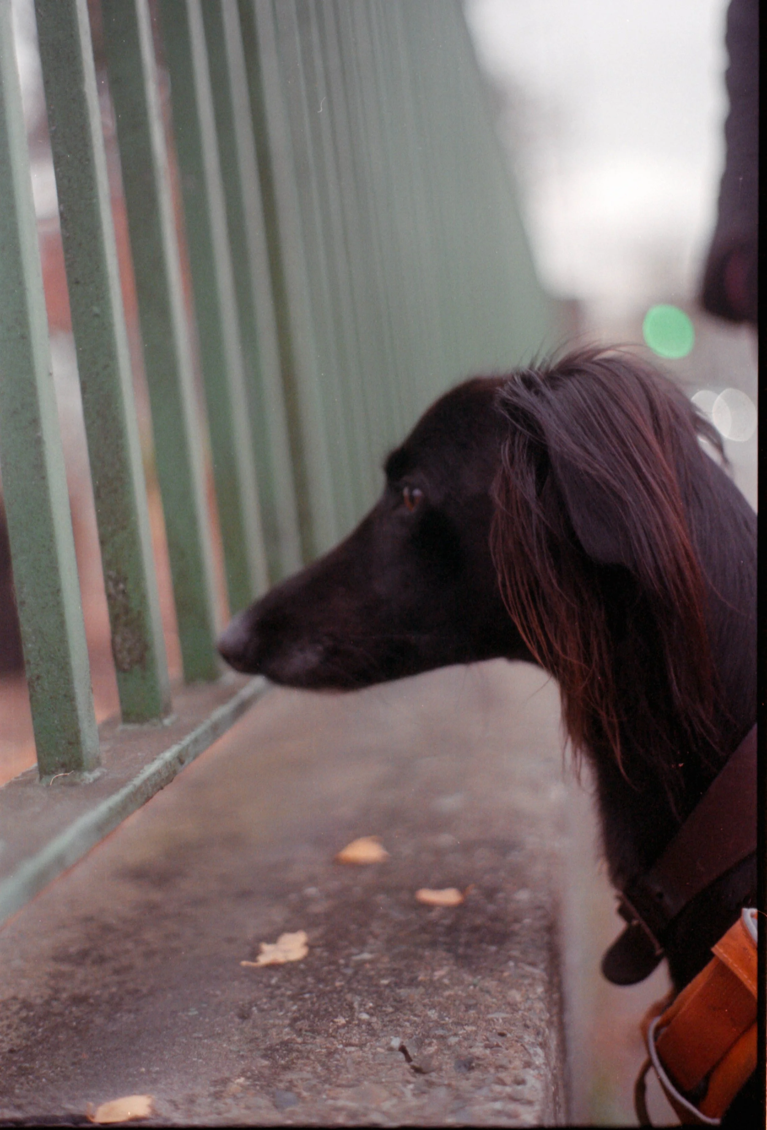 Rémi on squirrel watch