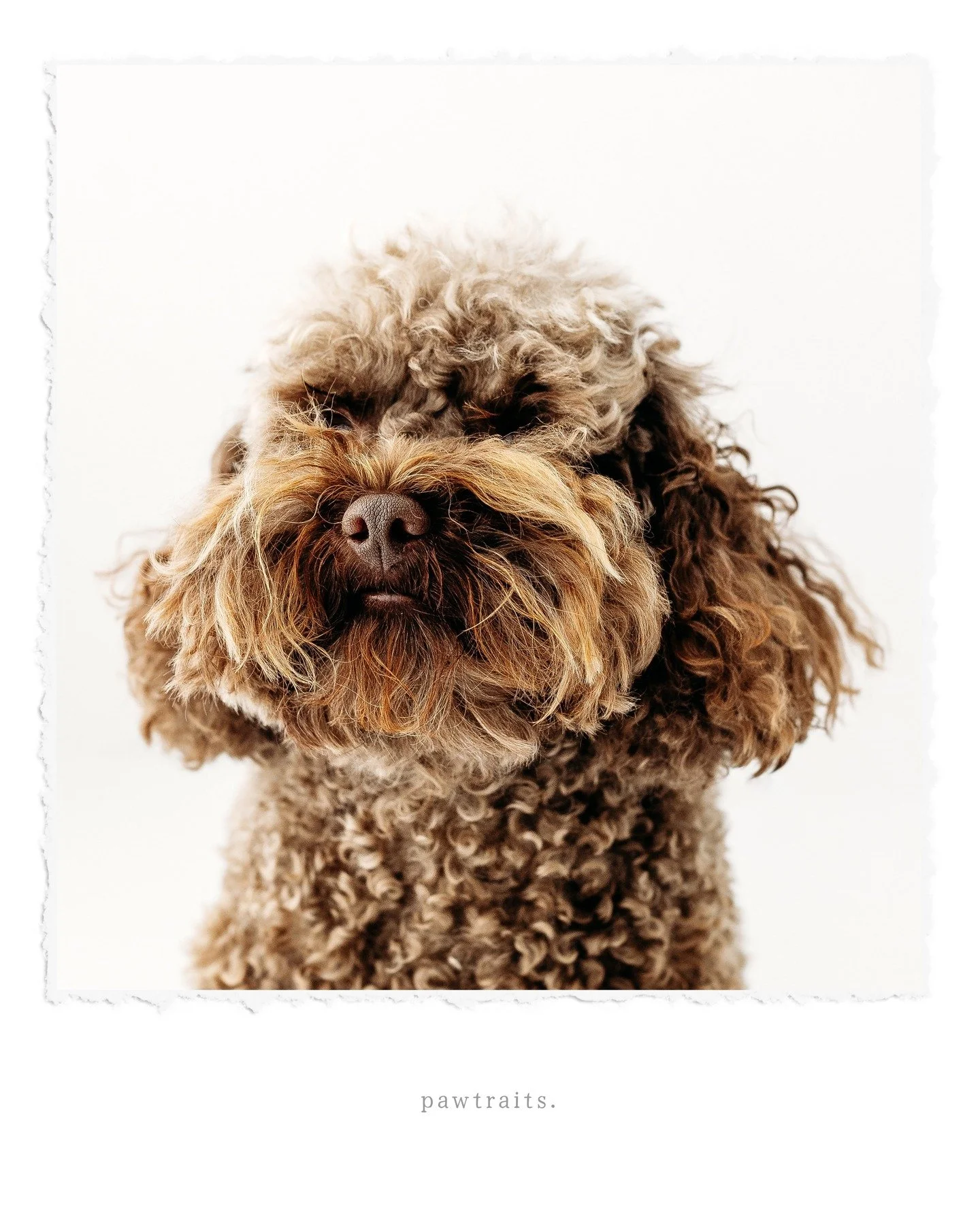 Did you 𝗻𝗼𝘀𝗲 that I offer pawtraits of your fur babies?

Well&hellip; you do now 🐾

I&rsquo;m only opening a small number of sessions, so if you&rsquo;ve been thinking about capturing your pup like this, send me a message I&rsquo;d love to creat