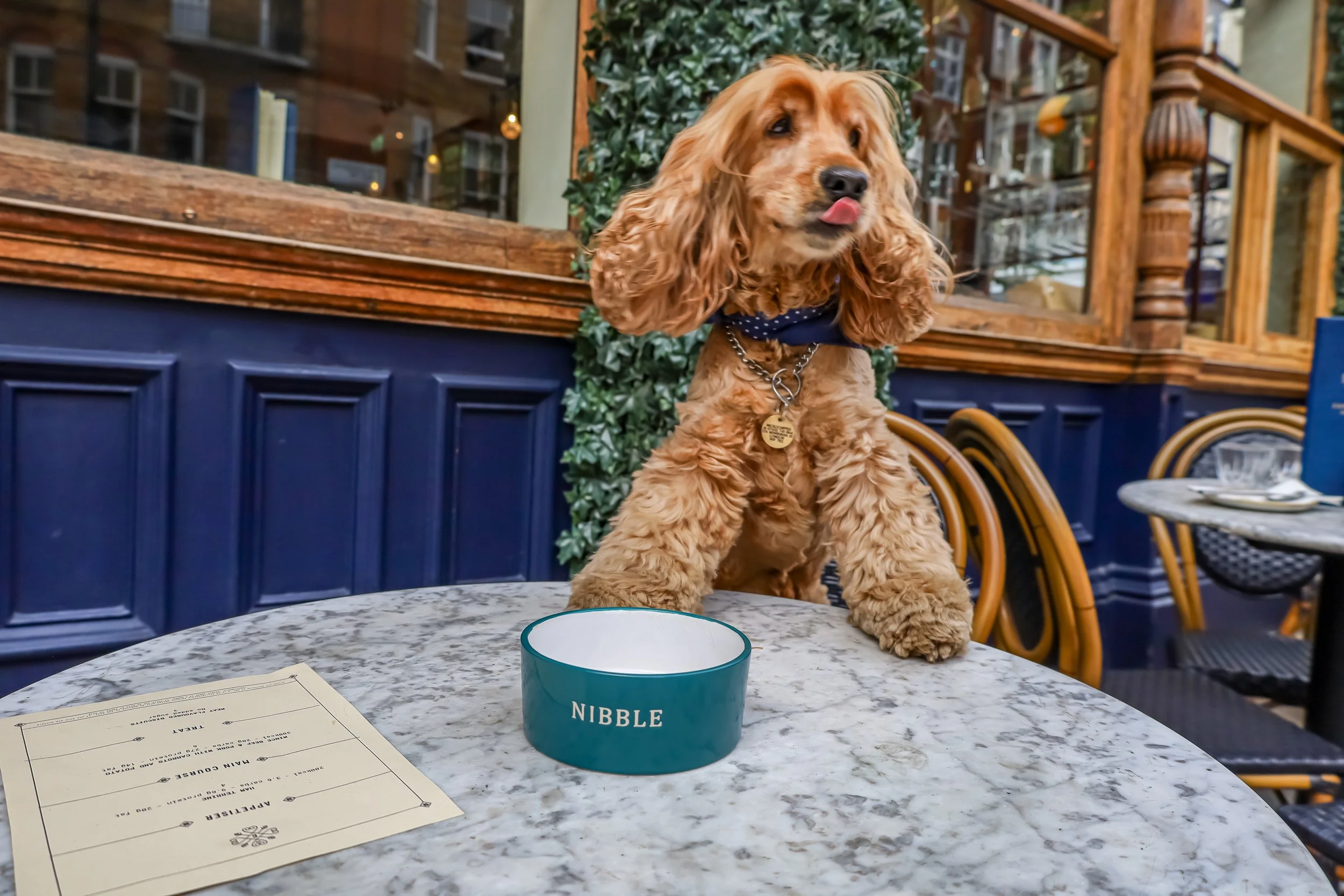 The Cavendish Pub Dogfriendly Marylebone