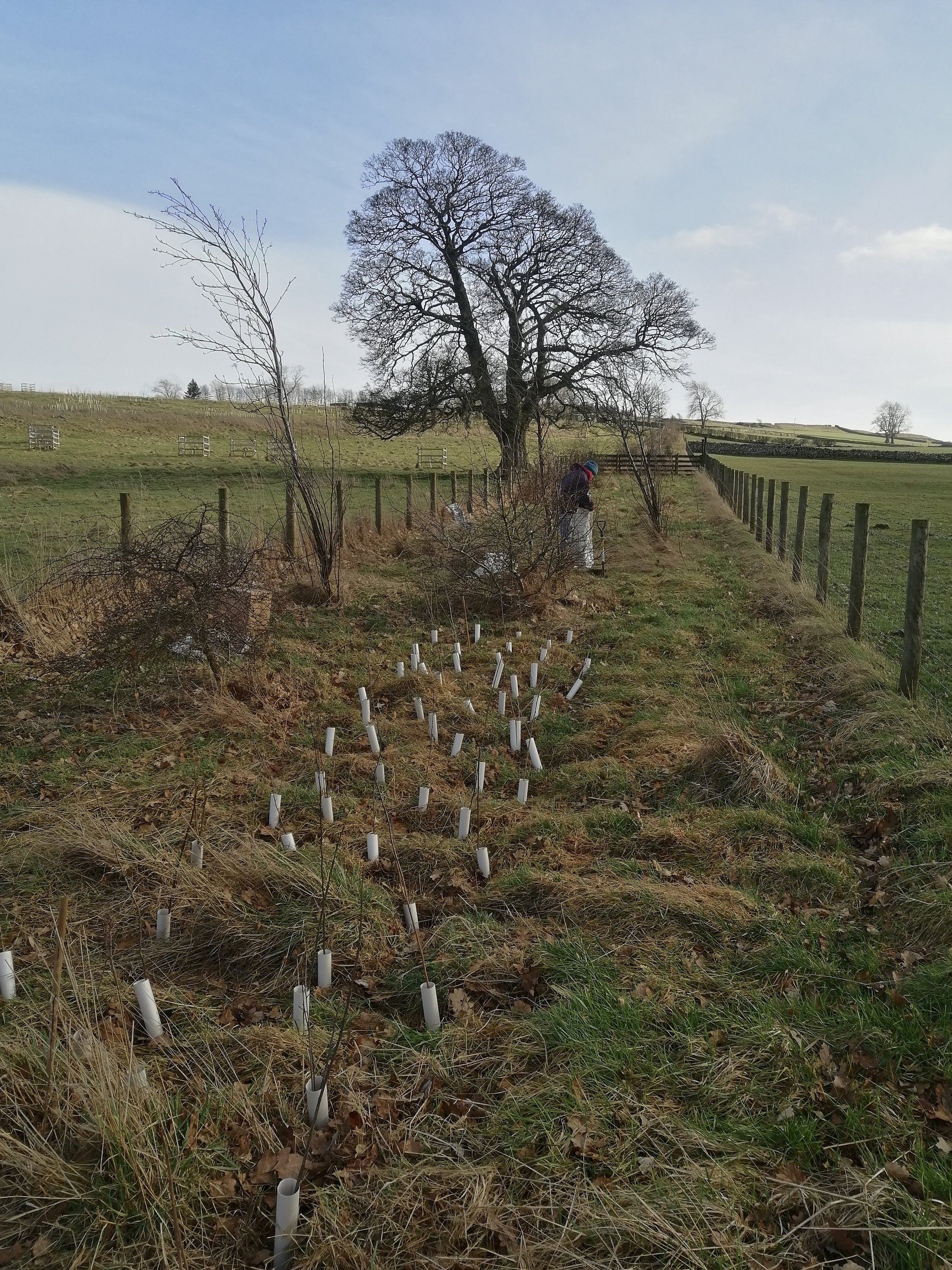 3) Trial biodegradable tree guards in place.jpg
