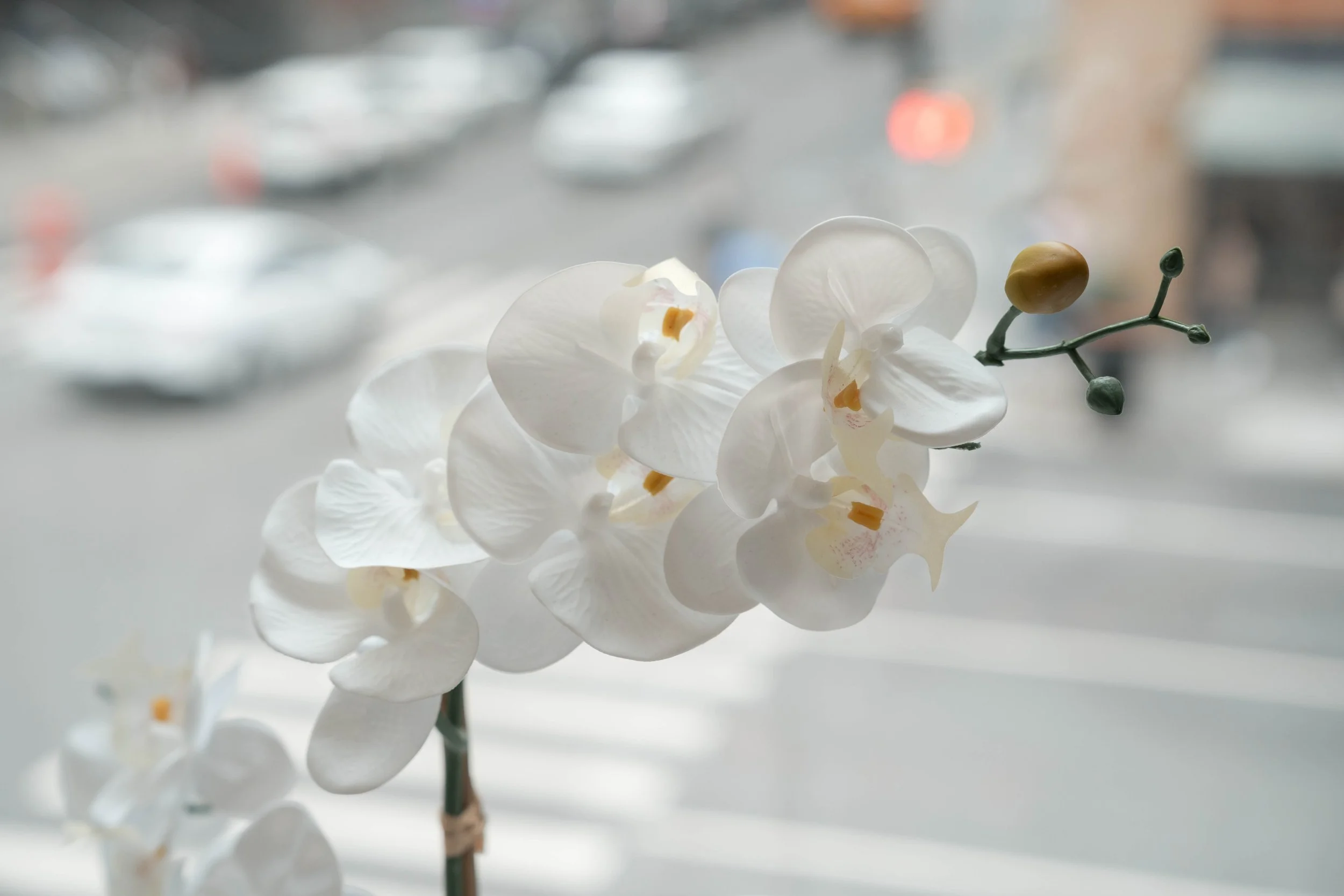 Multicultural Leadership Initiative Conference-33.jpg