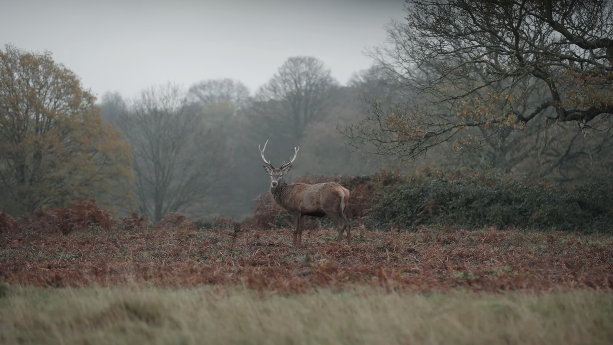 Bupa Allblacks 2.png