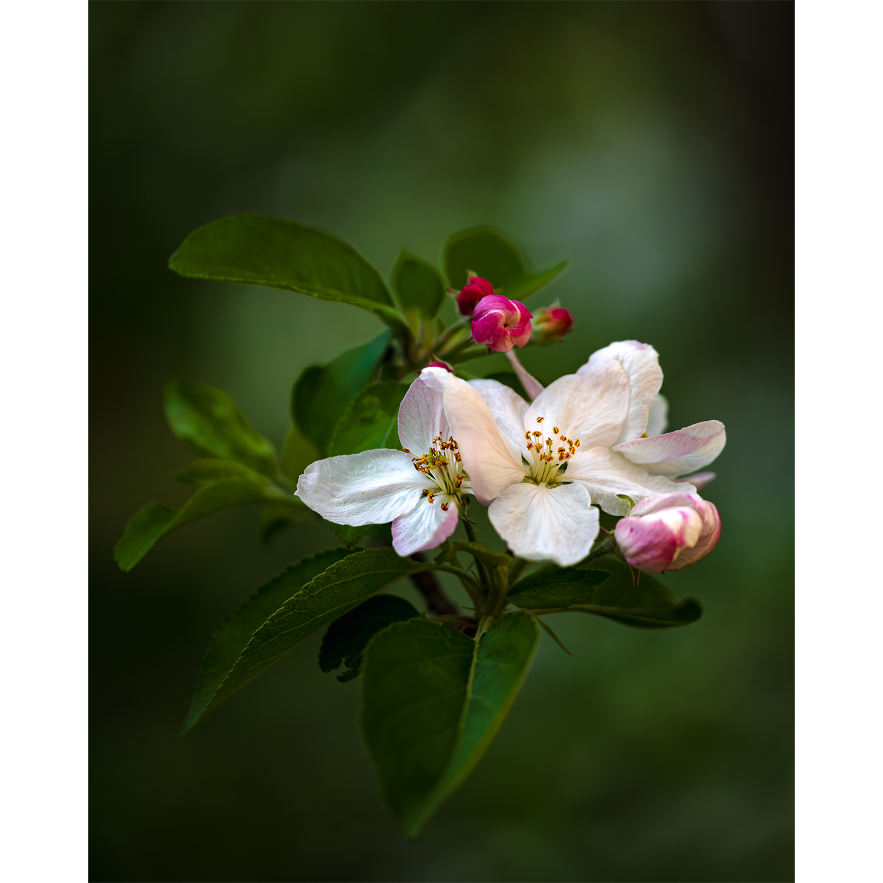 Apple Blossoms II