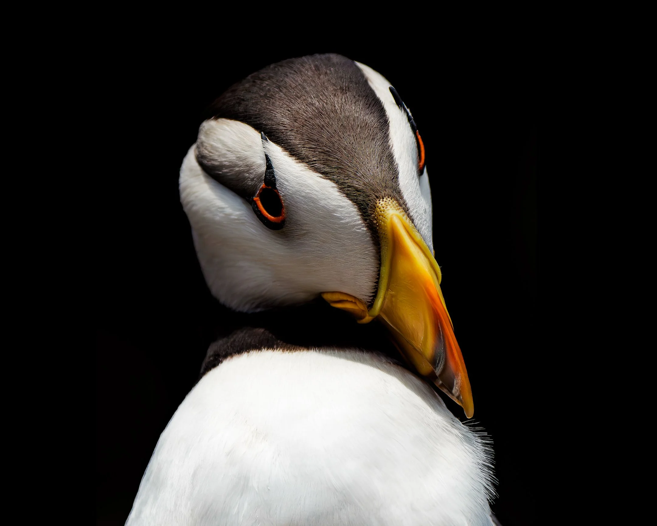 Puffin Portrait