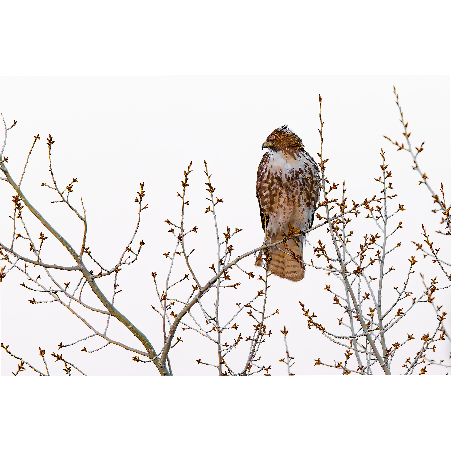 Red Tail in Spring
