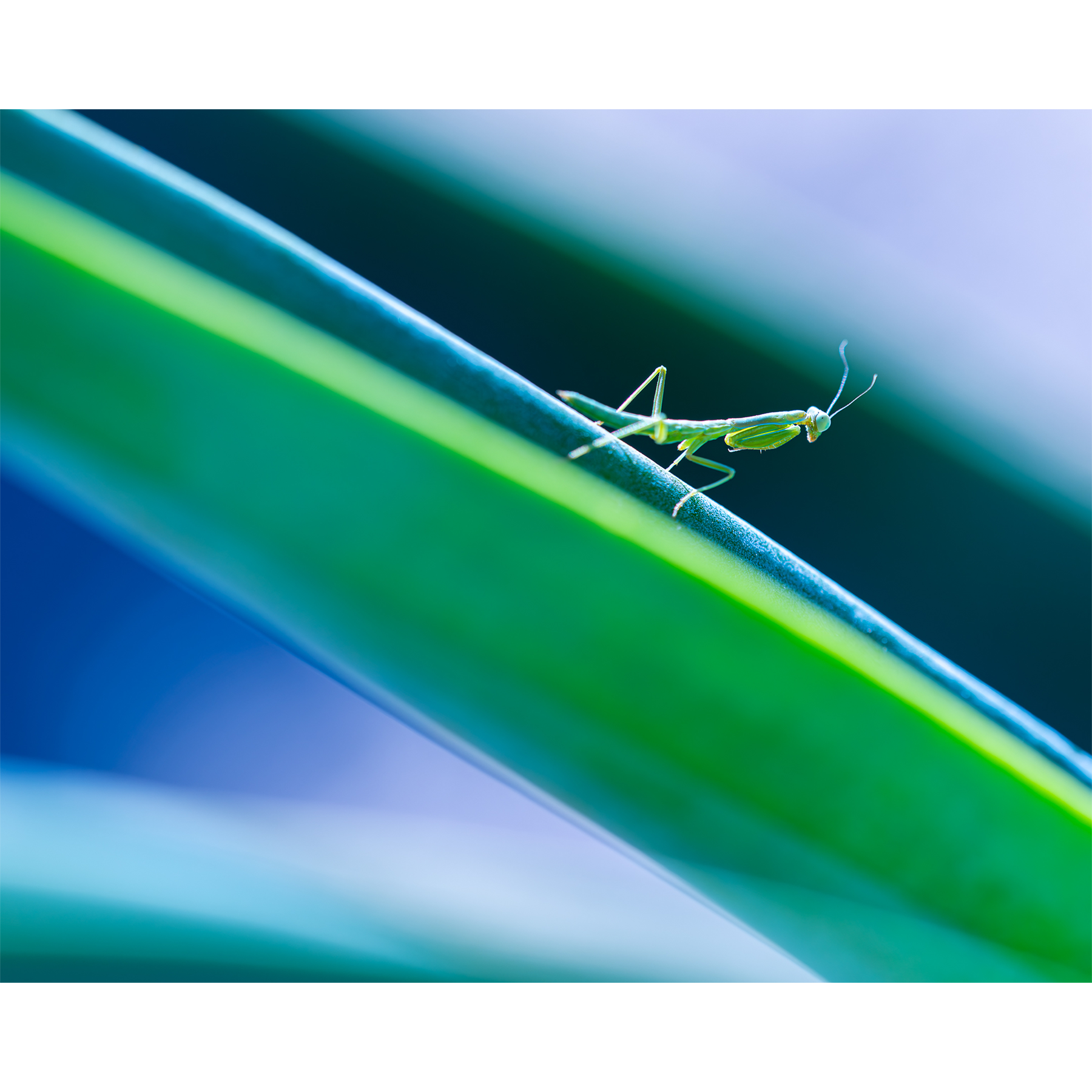 Praying Mantis