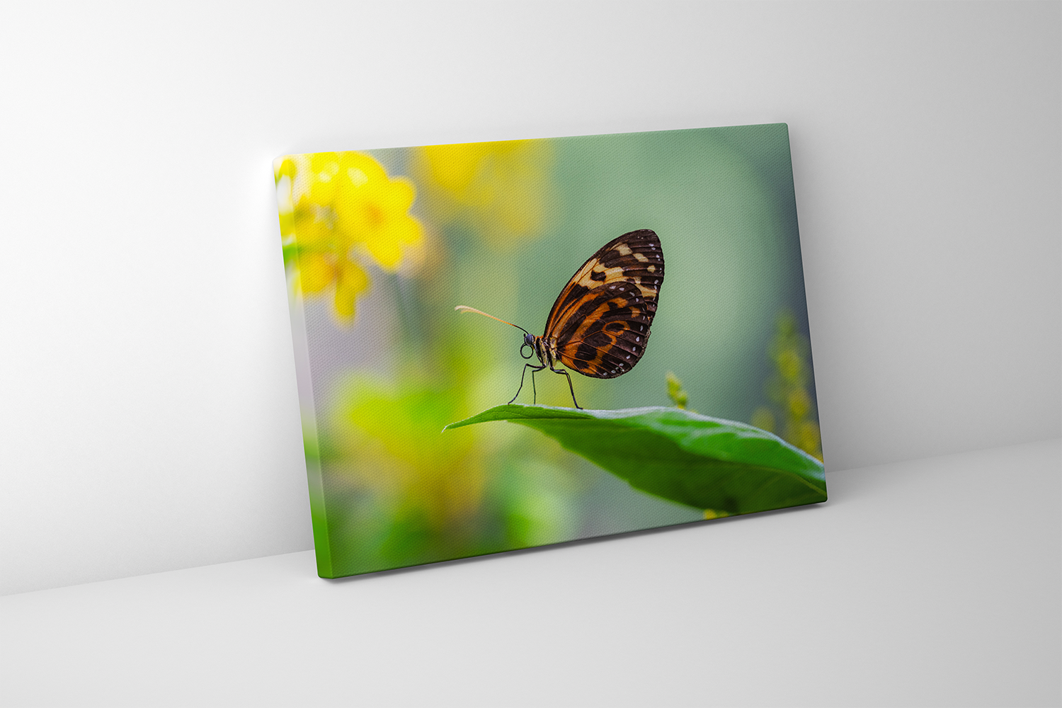 Tigerwing butterfly against a dreamy background of blurred flowers, captured on canvas for vivid natural texture.
