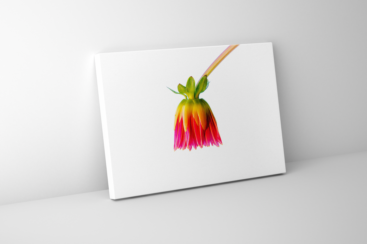 Gallery-wrapped canvas print of a vibrant dahlia bloom titled “Becoming,” featuring rich color and elegant simplicity.