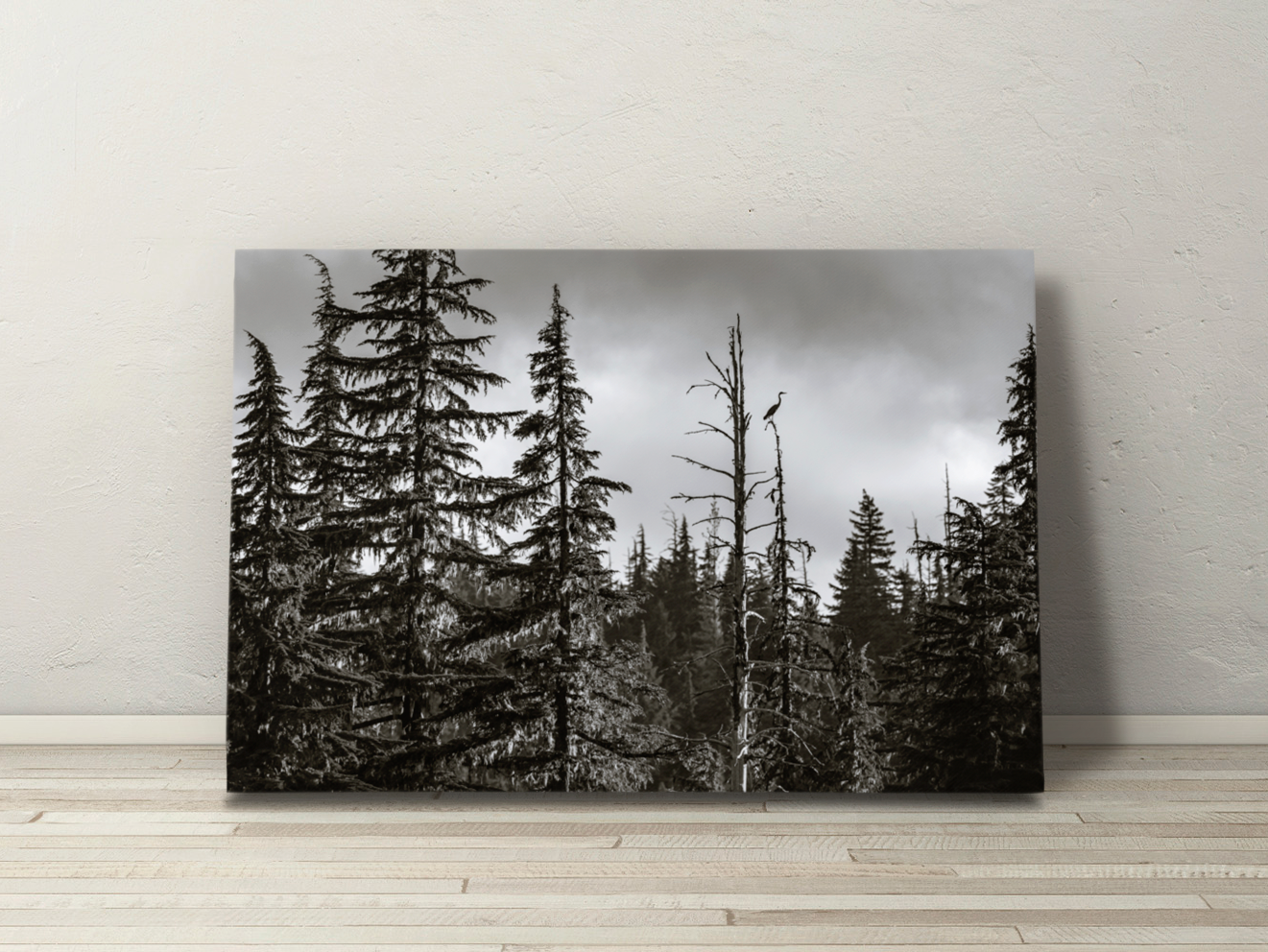 Gallery-wrapped canvas print of a heron resting above the forest canopy in Oregon's Willamette wilderness.