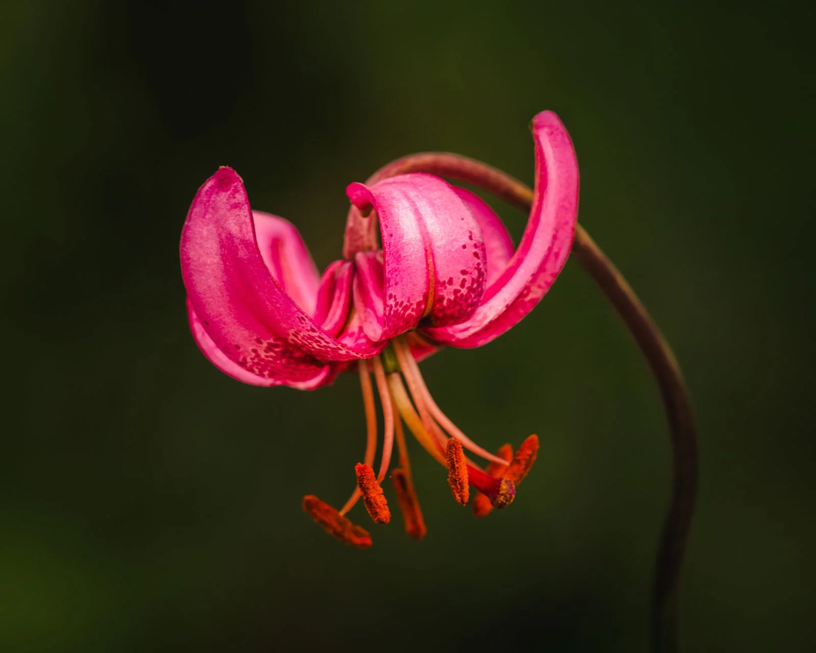 Martagon Lily
