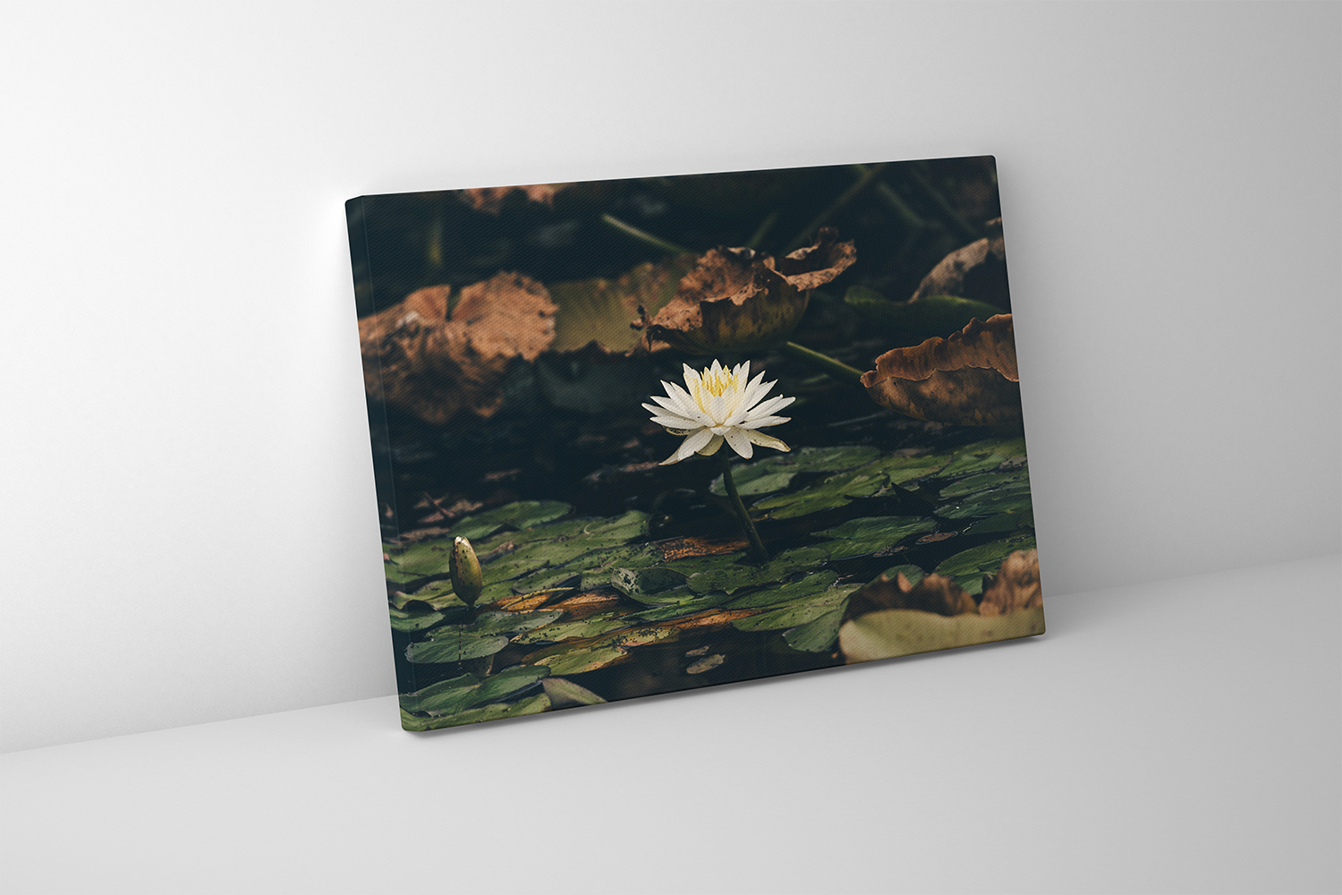 Canvas wall art of “Water Lily,” showcasing a peaceful pond scene with delicate bloom and natural stillness.