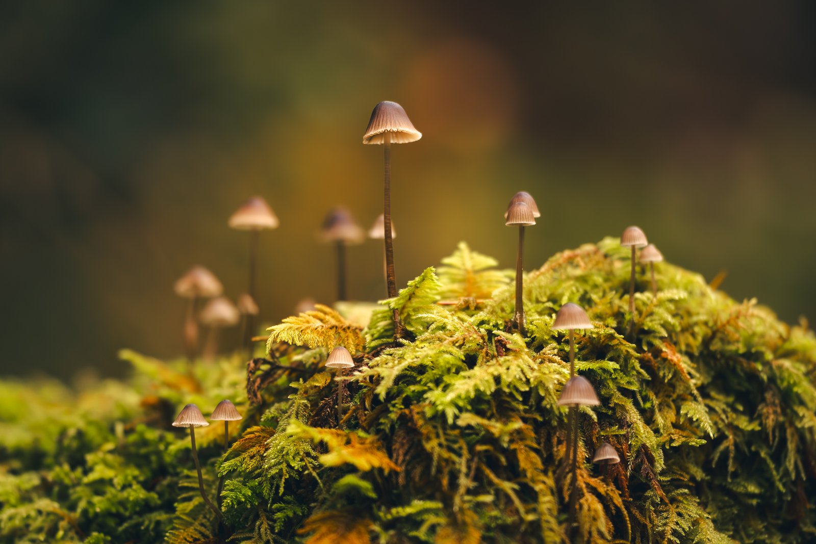 Tiny mushrooms growing among moss on a forest floor with blurred background