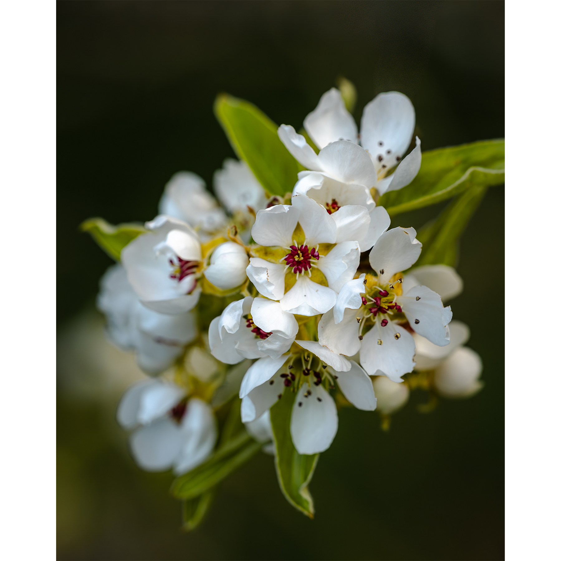 Pear Blossoms II