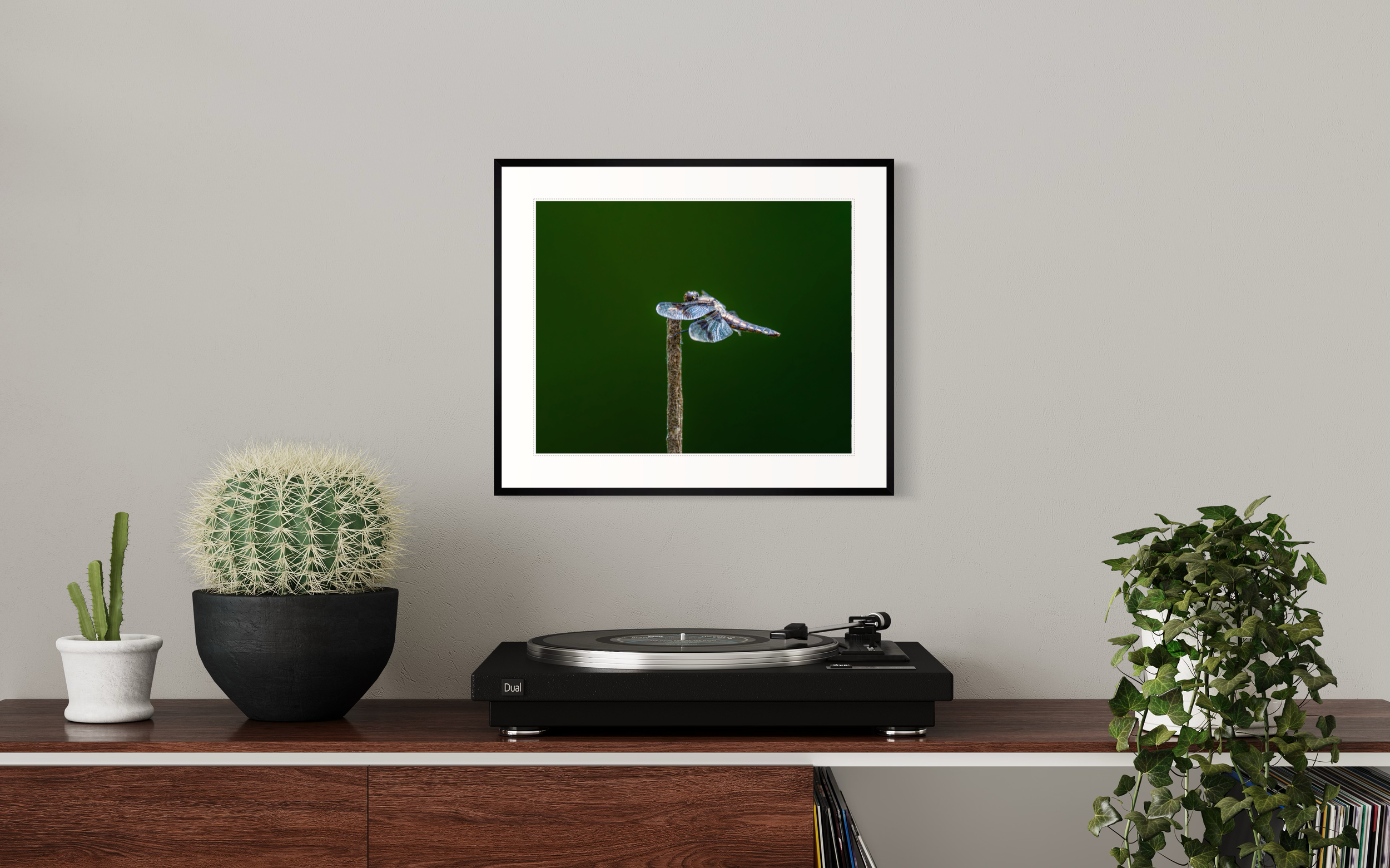 Eight-spotted Skimmer