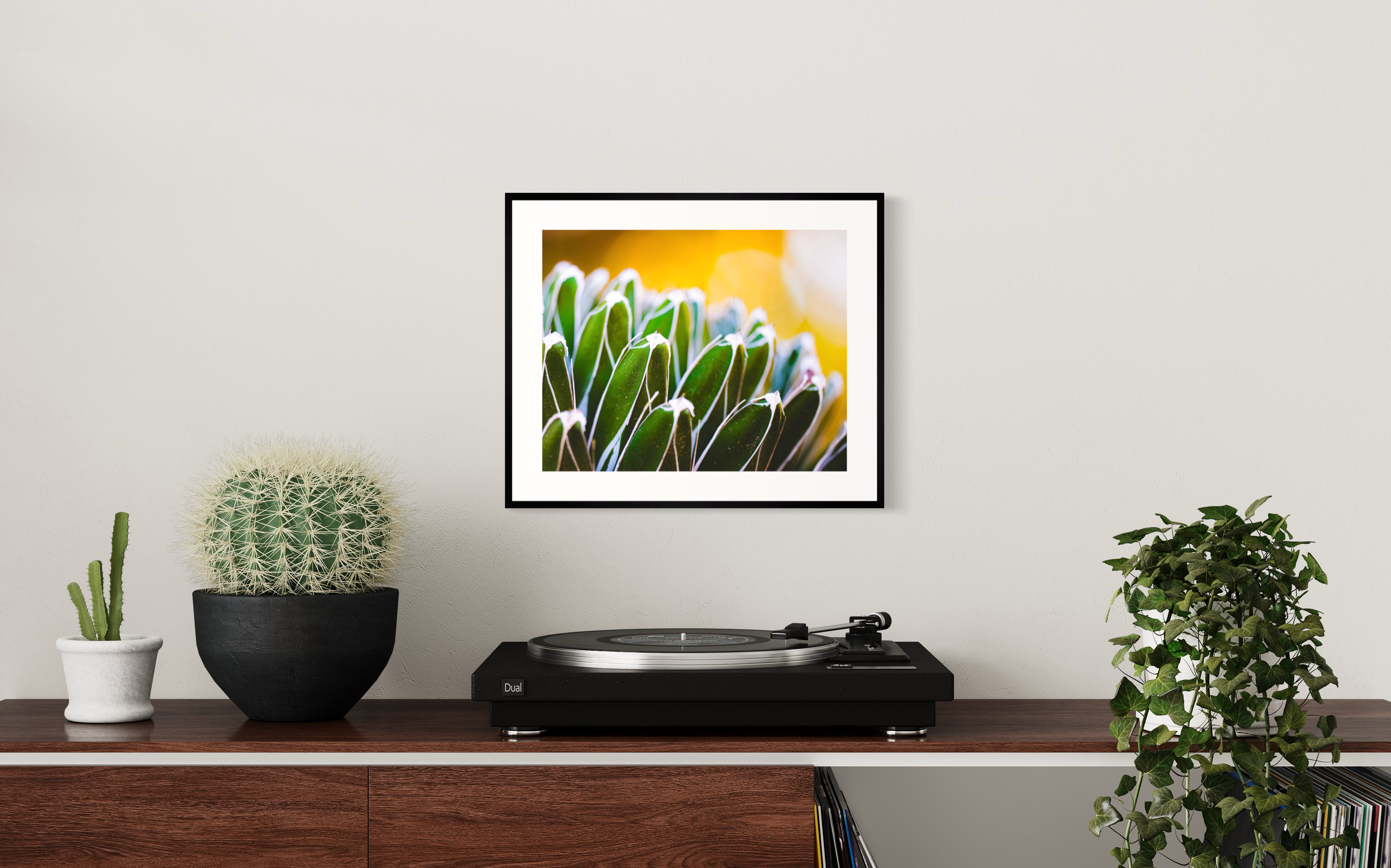 Royal Agave